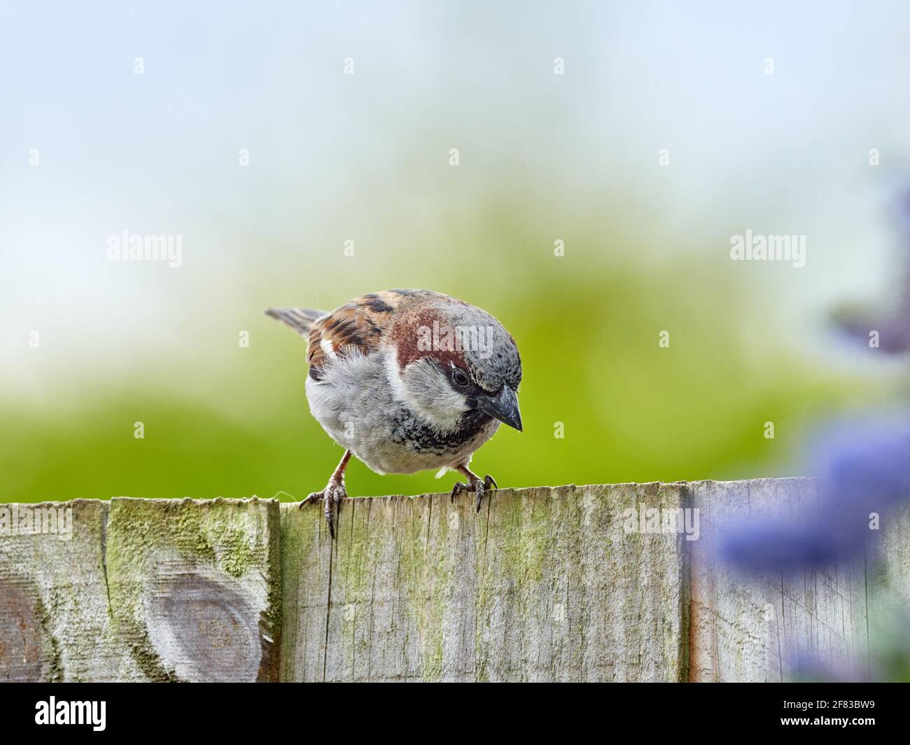 Männlicher Haussparrow auf einem Hintergartenzaun in England Stockfoto