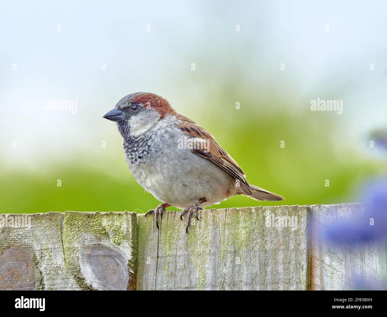 Männlicher Haussparrow auf einem Hintergartenzaun in England Stockfoto