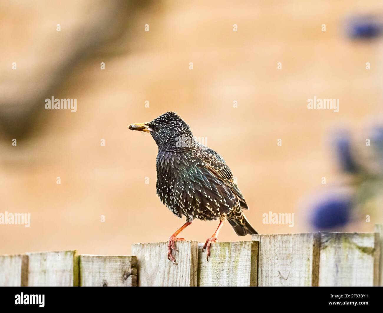 Pro Capture Birds Stockfoto