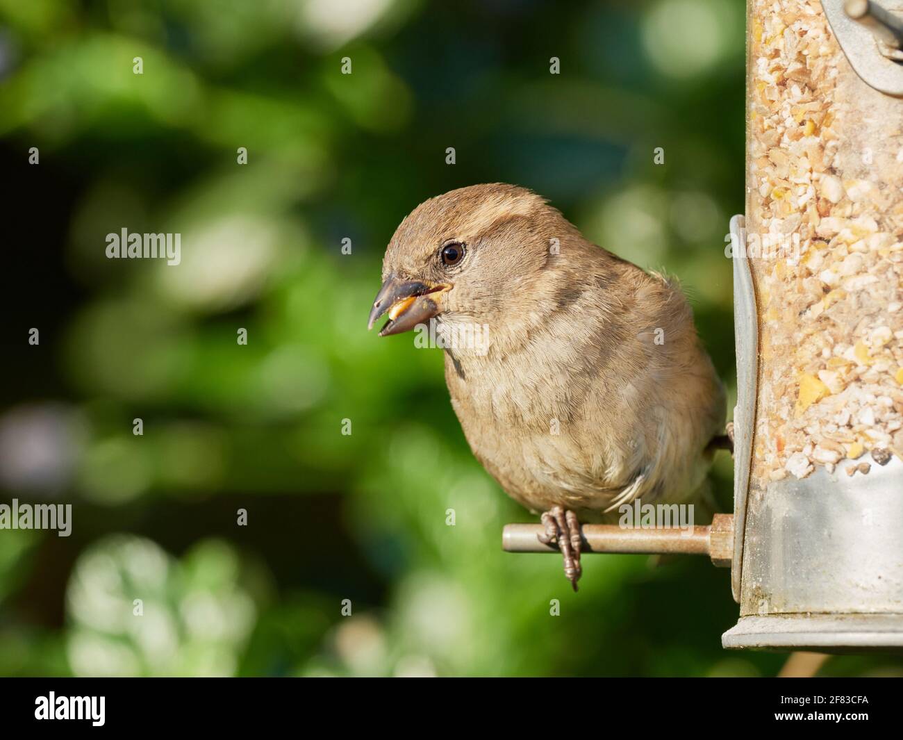 Juvenile weibliche Haus Sperling mit Samen Sitzstangen auf einem Samen Feeder in einem typischen britischen Garten Stockfoto