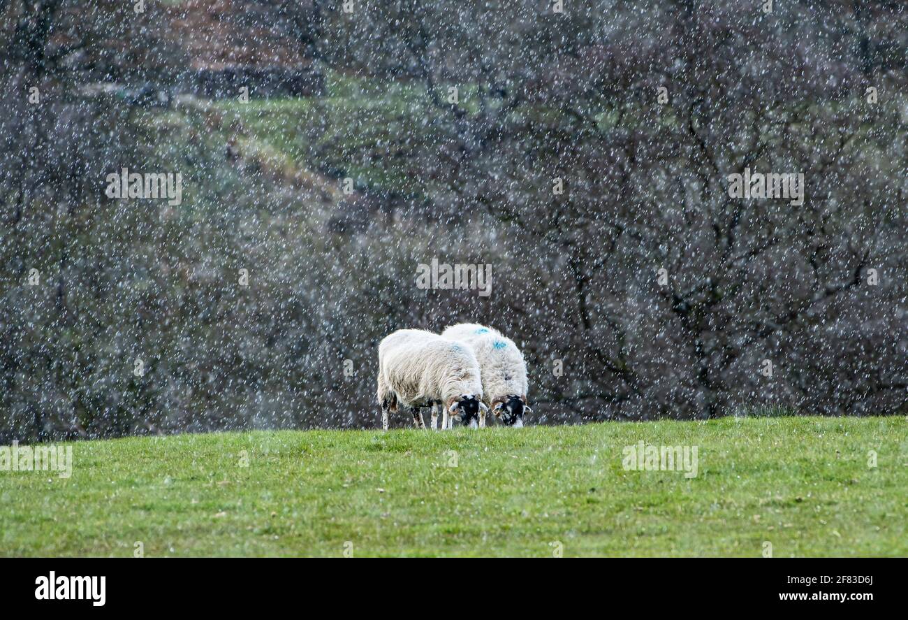 UK Wetter, Whitewell, Clitheroe, Lancashire. 11. April 2021 Schafe in einem Schneeschauer in Whitewell, Clitheroe, Lancashire. Quelle: John Eveson/Alamy Live News Stockfoto