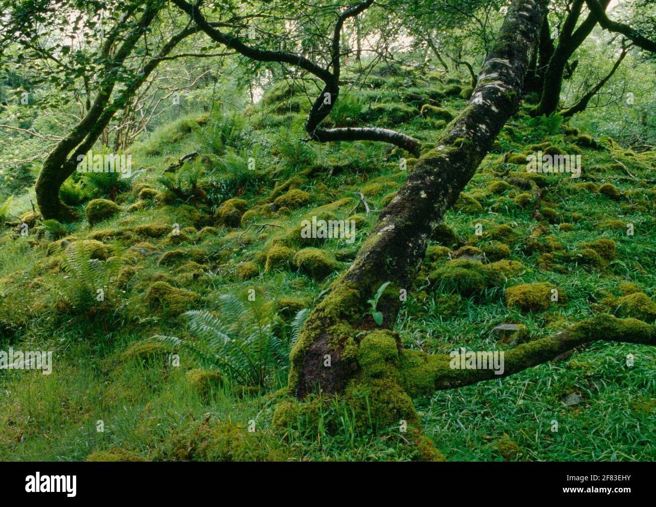 Blick nordwestlich von Cnocan nan Gobhar (Berg der Ziegen) Neolithischer Cairn in einem Wald über dem NE-Ufer des Abhuinn Cille Mhaire, Kilmarie, Skye, Schottland, Großbritannien Stockfoto