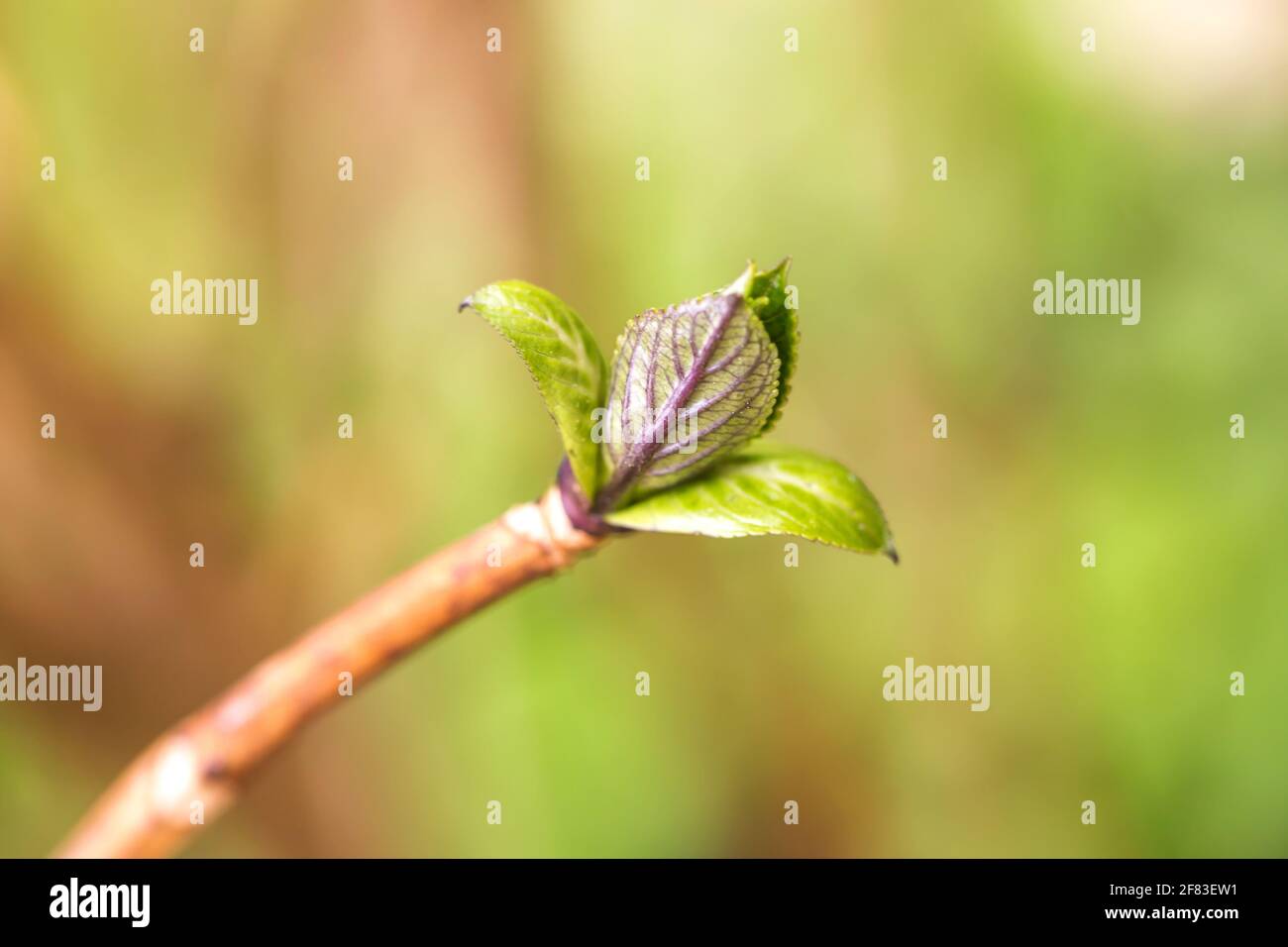 Grüne Knospe, die auf trockenen Baumzweigen der Hydrangea wächst Stockfoto