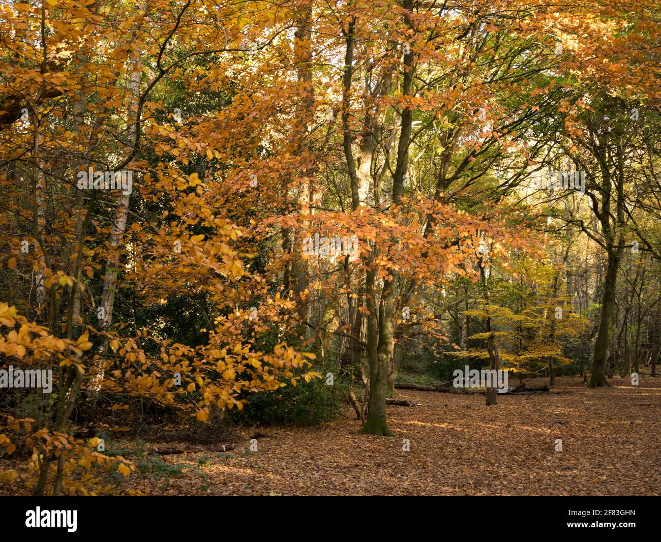 Wunderschöne goldene Herbstfarbe im alten Woodland, Mousehhold Heath, Norwich, Norfolk, England, VEREINIGTES KÖNIGREICH Stockfoto