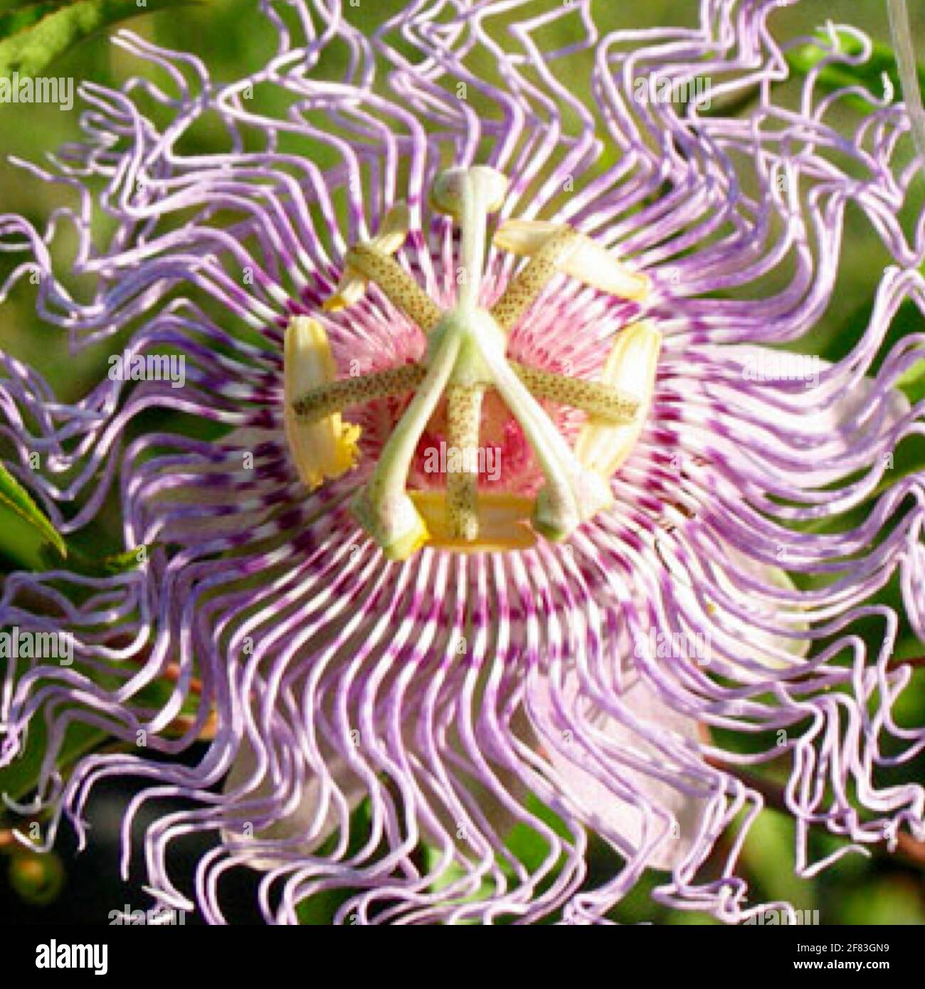 Passiflora incarnata - Passionsblume - farbenfroh exotisch aussehende Blume. Stockfoto