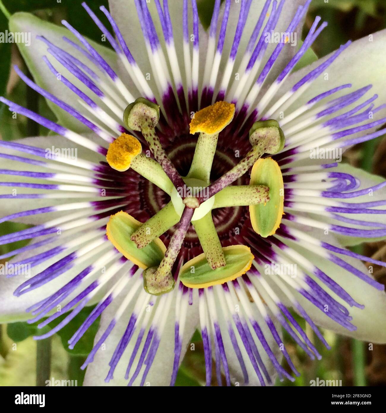Schöne Passionsblume in Nahaufnahme. Stockfoto