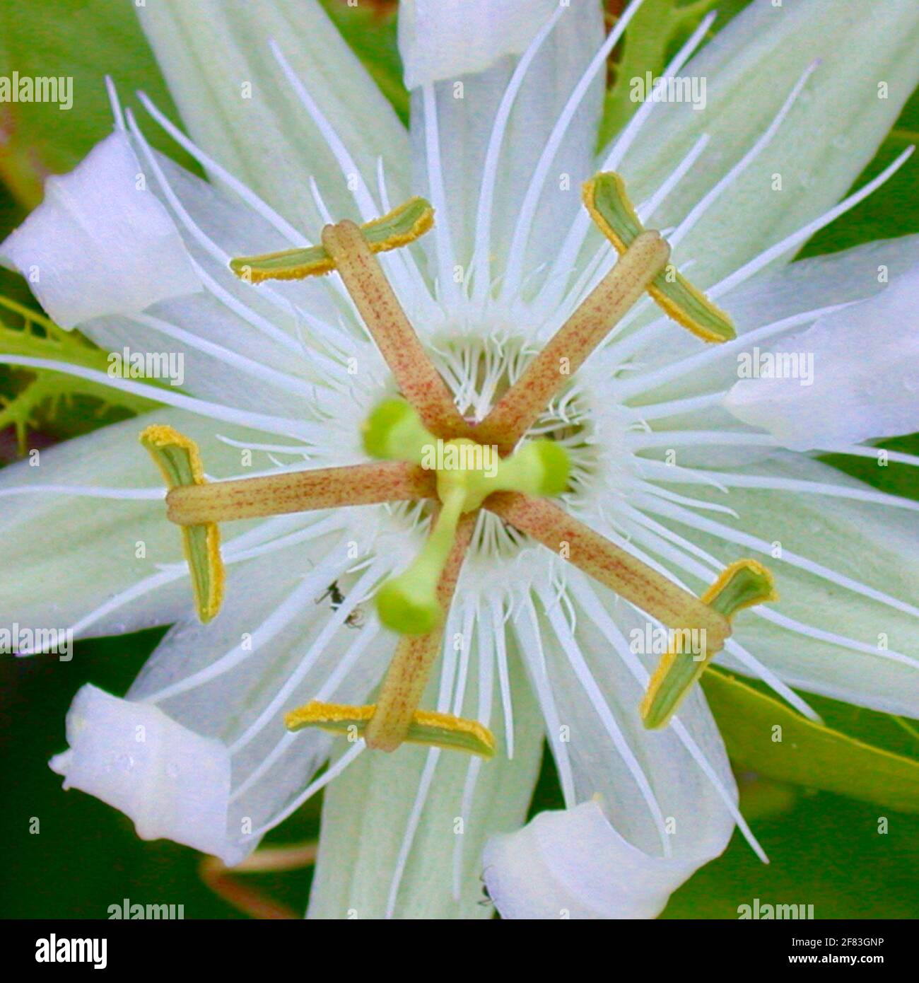 Weiße, blättrige Passiflora pectinata oder Passionsblume. Stockfoto