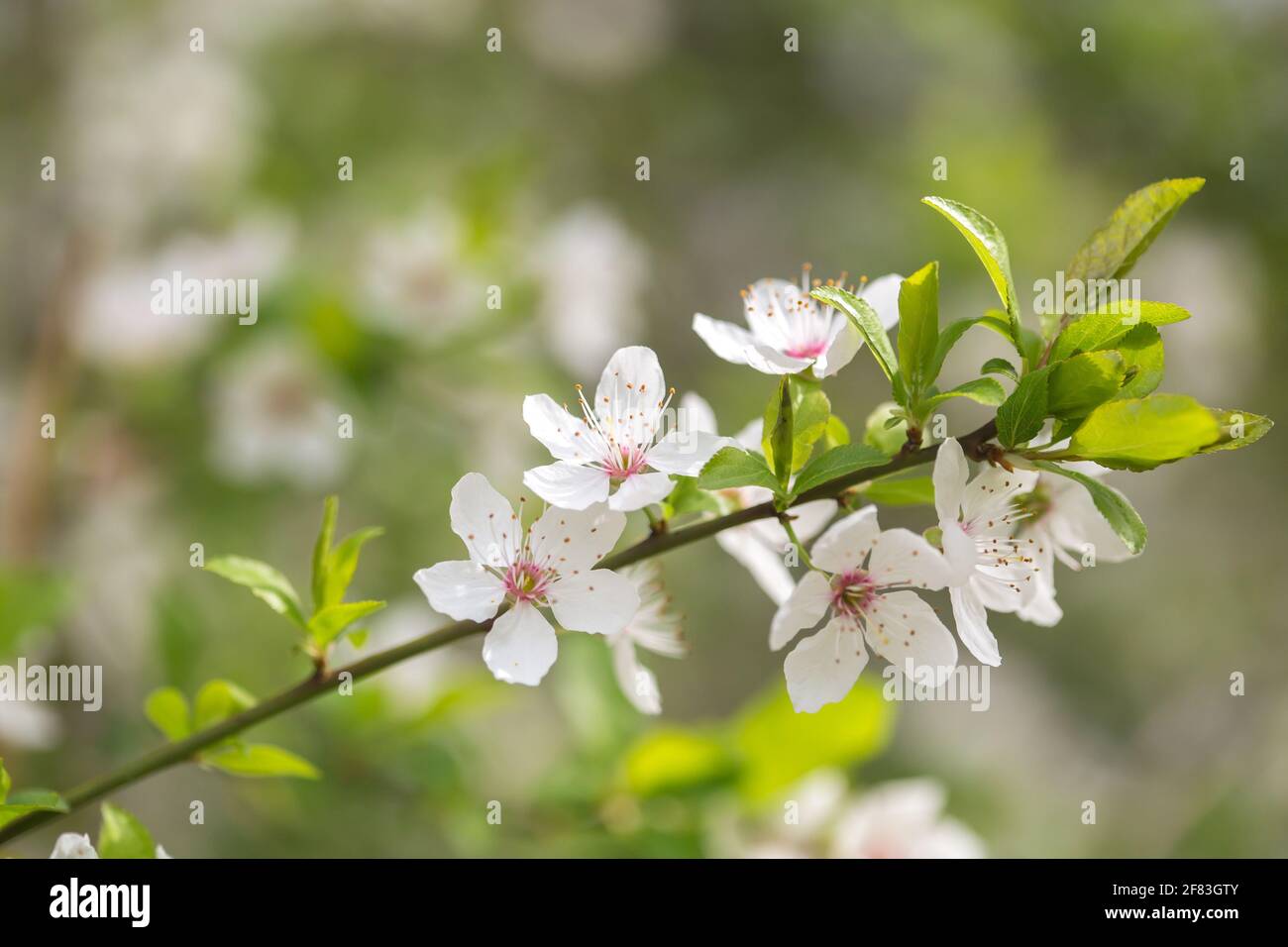 Prunus cerasifera, üppige weiße Blüten blühen im Frühling Stockfoto