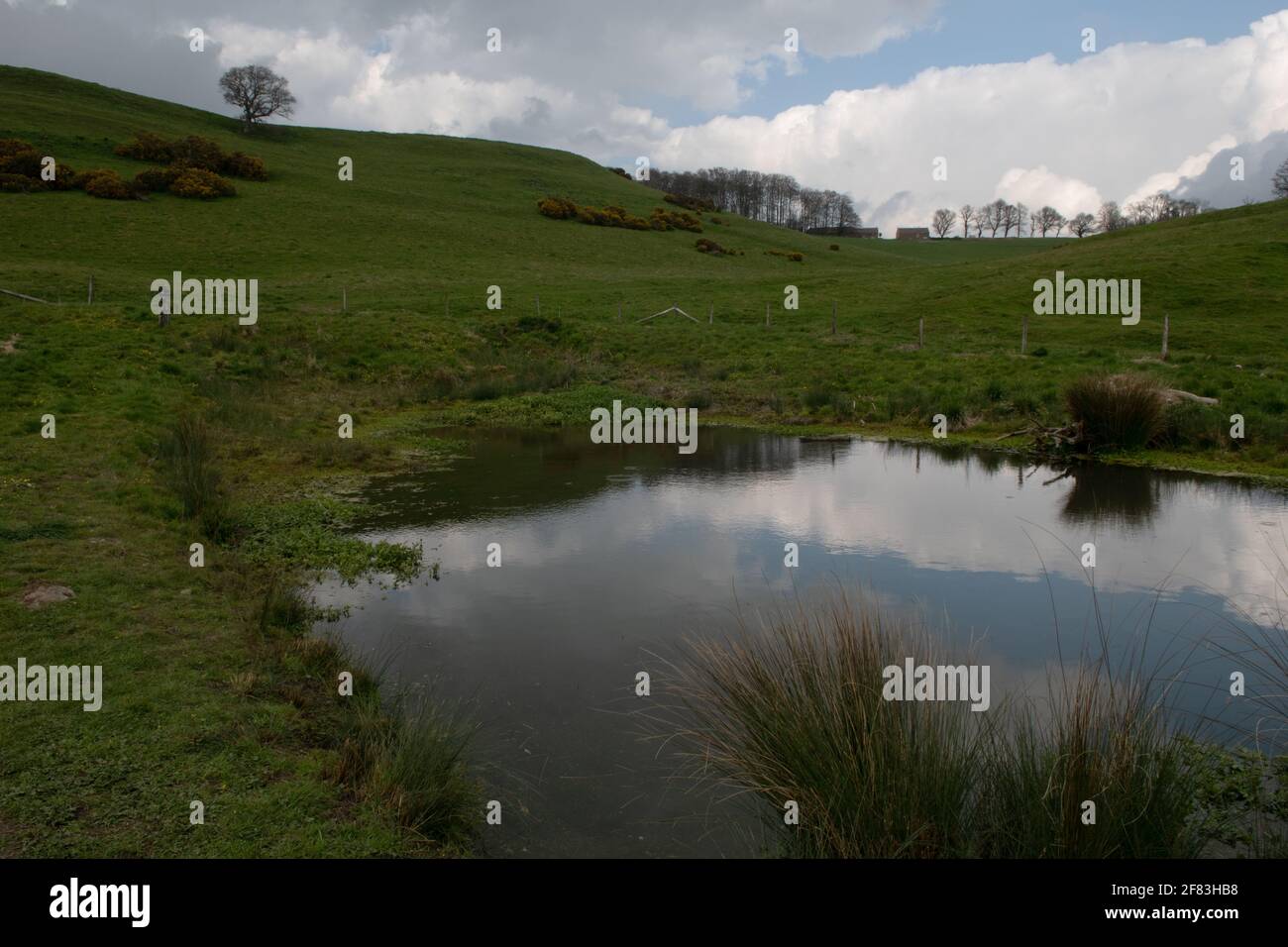 Teich an der Stelle des mittelalterlichen Dorfes Witcombe, Somerset, Großbritannien Stockfoto