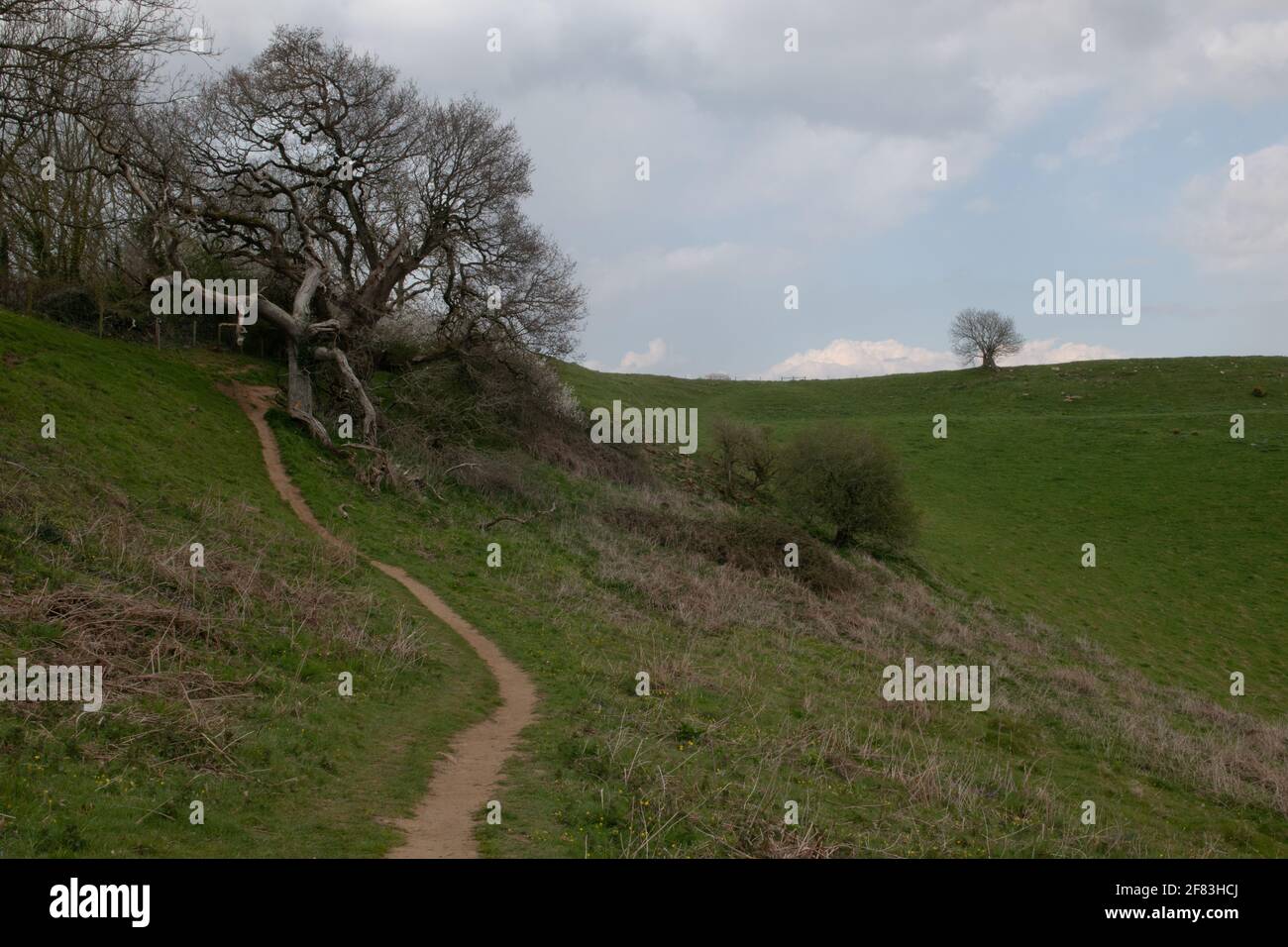 Offenes Land, in der Nähe von Montacute, Somerset, Großbritannien Stockfoto
