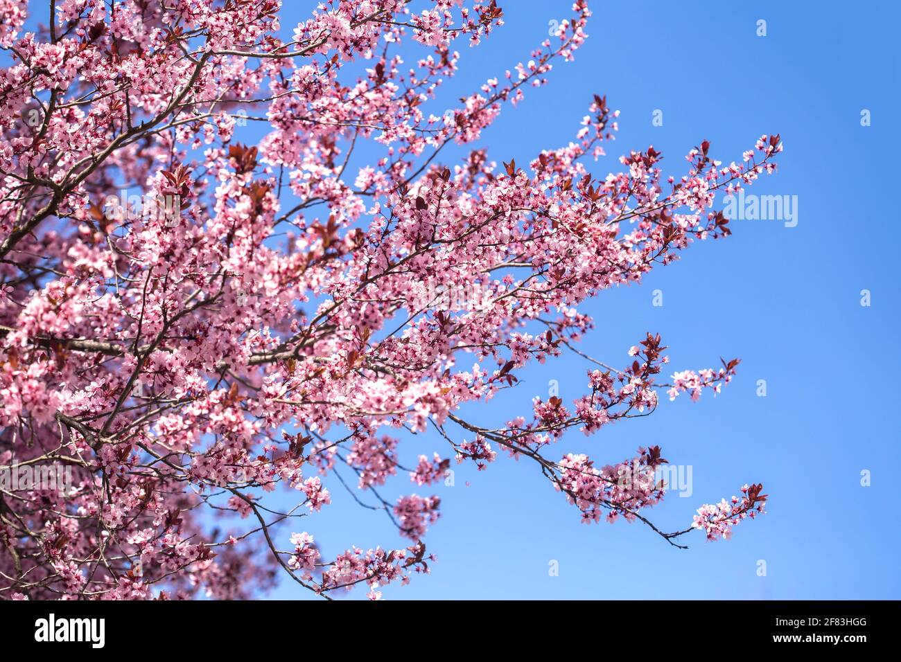 Cherry Plum-Baum (Prunus Cerasifera Nigra), rosa Blüte Blüte Stockfoto