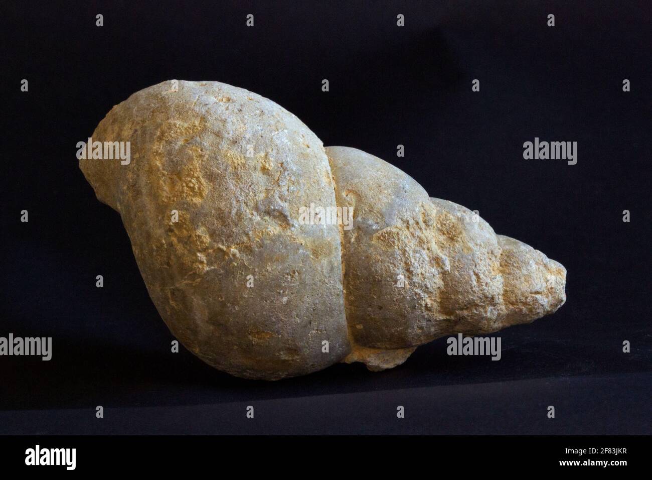 Ein großes Meeresschneckenfossil, das in Teilen des Vereinigten Königreichs relativ häufig ist, mit spättriassischen und jurassischen Meeresablagerungen. Stockfoto