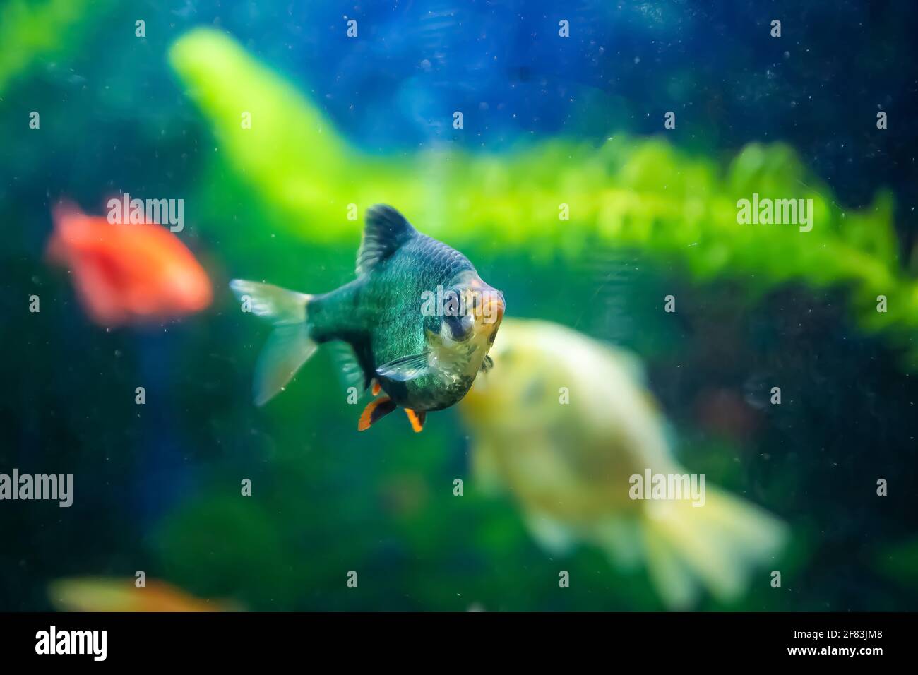 Warum Schwimmen Fische Im Aquarium Immer Hoch Und Runter Aquarienfische Mit Orangene Flosse Stockfotos und -bilder Kaufen - Alamy