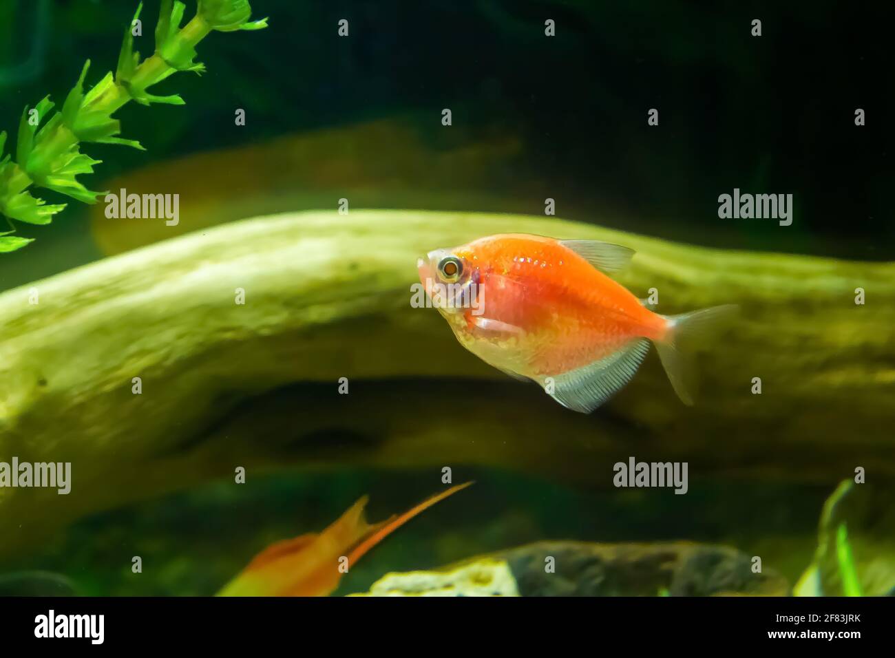Warum Schwimmen Fische Im Aquarium Immer Hoch Und Runter Fisch Im Aquarium Stockfotos und -bilder Kaufen - Alamy
