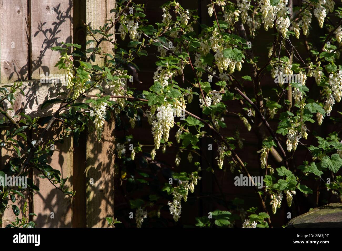 Ribes Sanguineum weiße Eiszapfen Stockfoto