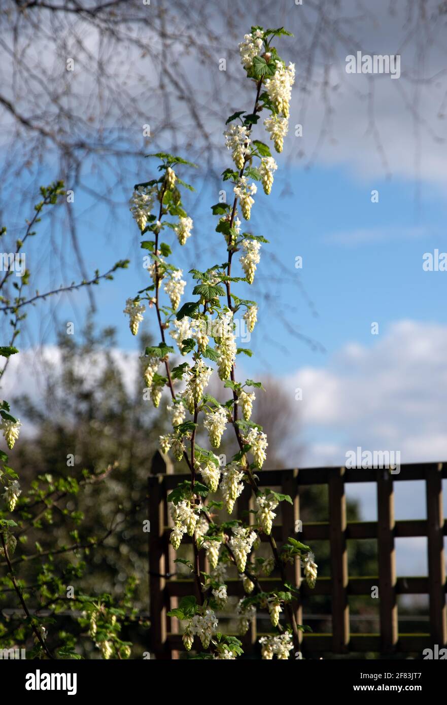 Ribes Sanguineum weiße Eiszapfen Stockfoto