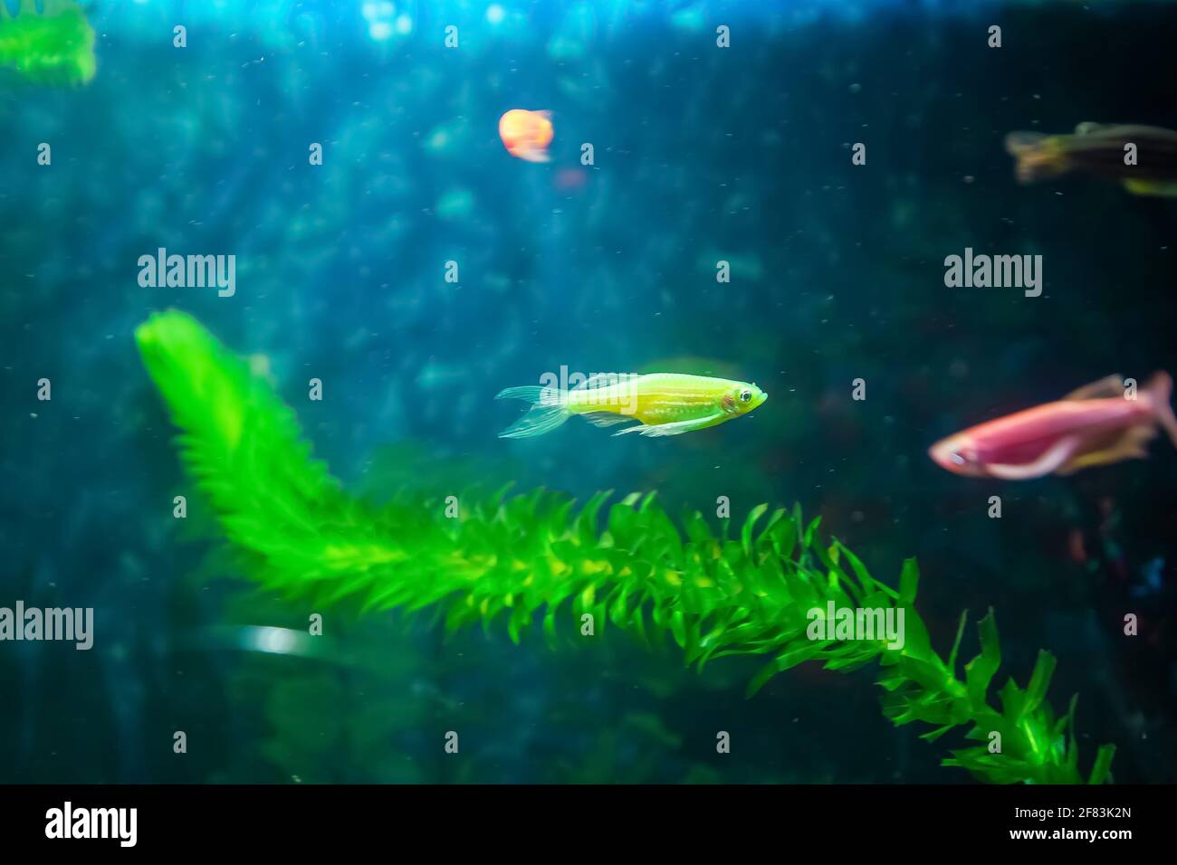 Warum Schwimmen Fische Im Aquarium Immer Hoch Und Runter Fisch Im Aquarium Stockfotos und -bilder Kaufen - Alamy