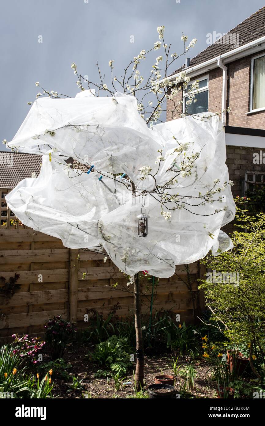 Schützt die Blüte auf einem verdammten Baum vor Frost. Stockfoto