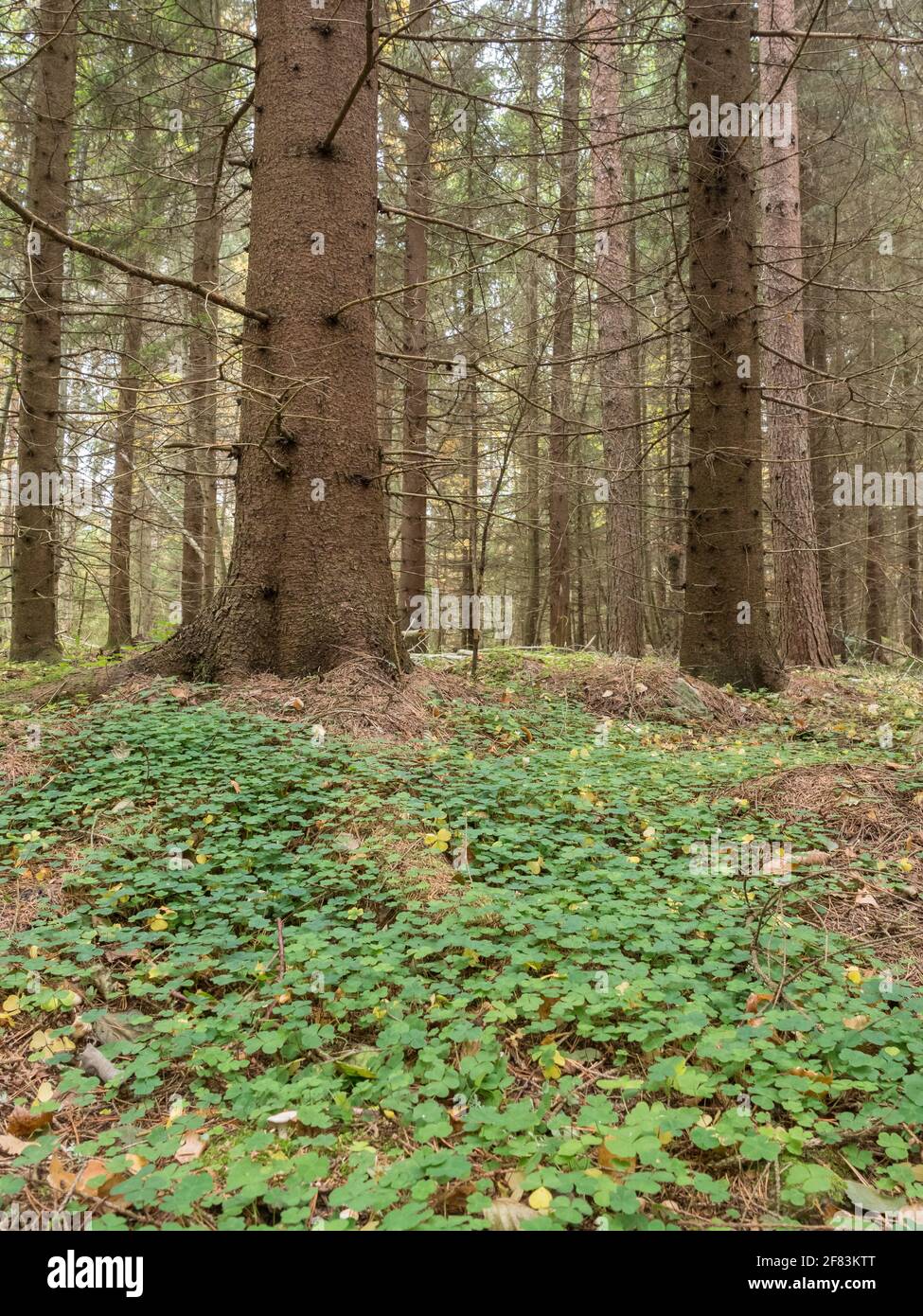 Holz-Sauerampfer-Pflanze, die in mesotrophem, kräuterreichem Wald wächst Stockfoto