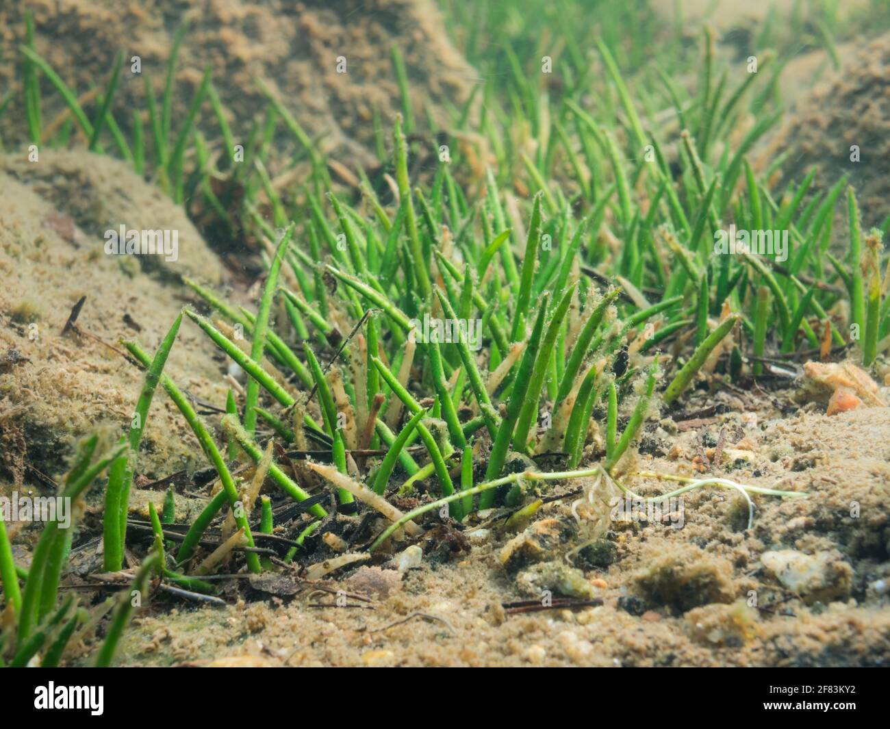 Shoreweed wächst auf dem Kiesboden eines nordischen Sees Stockfoto