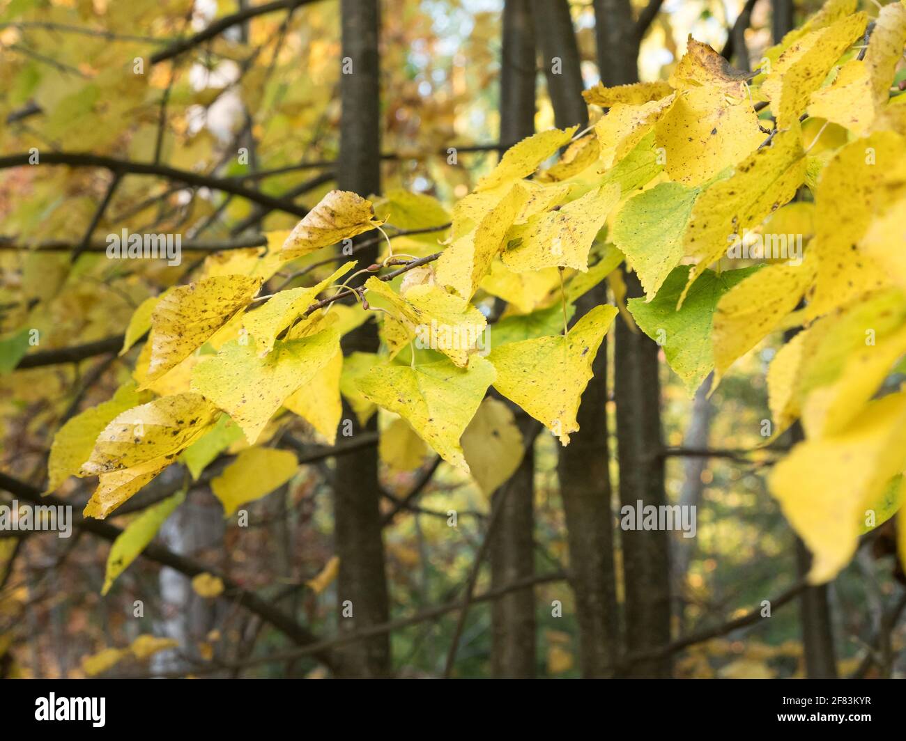 Vergilbte Blätter kleinblättriger Linde im Herbst Stockfoto
