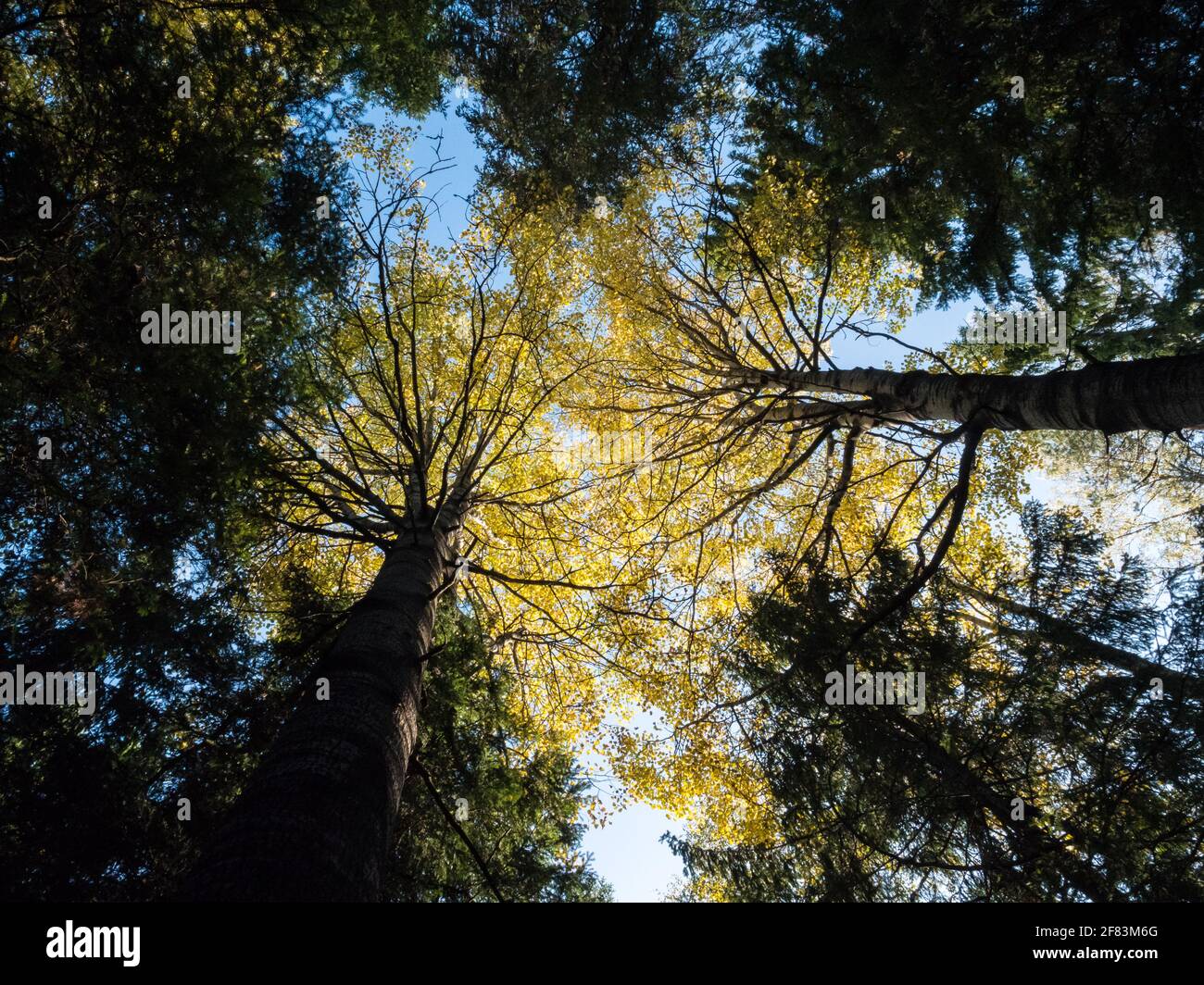 Gelbe Vordächer von Espenbäumen im borealen Wald Stockfoto