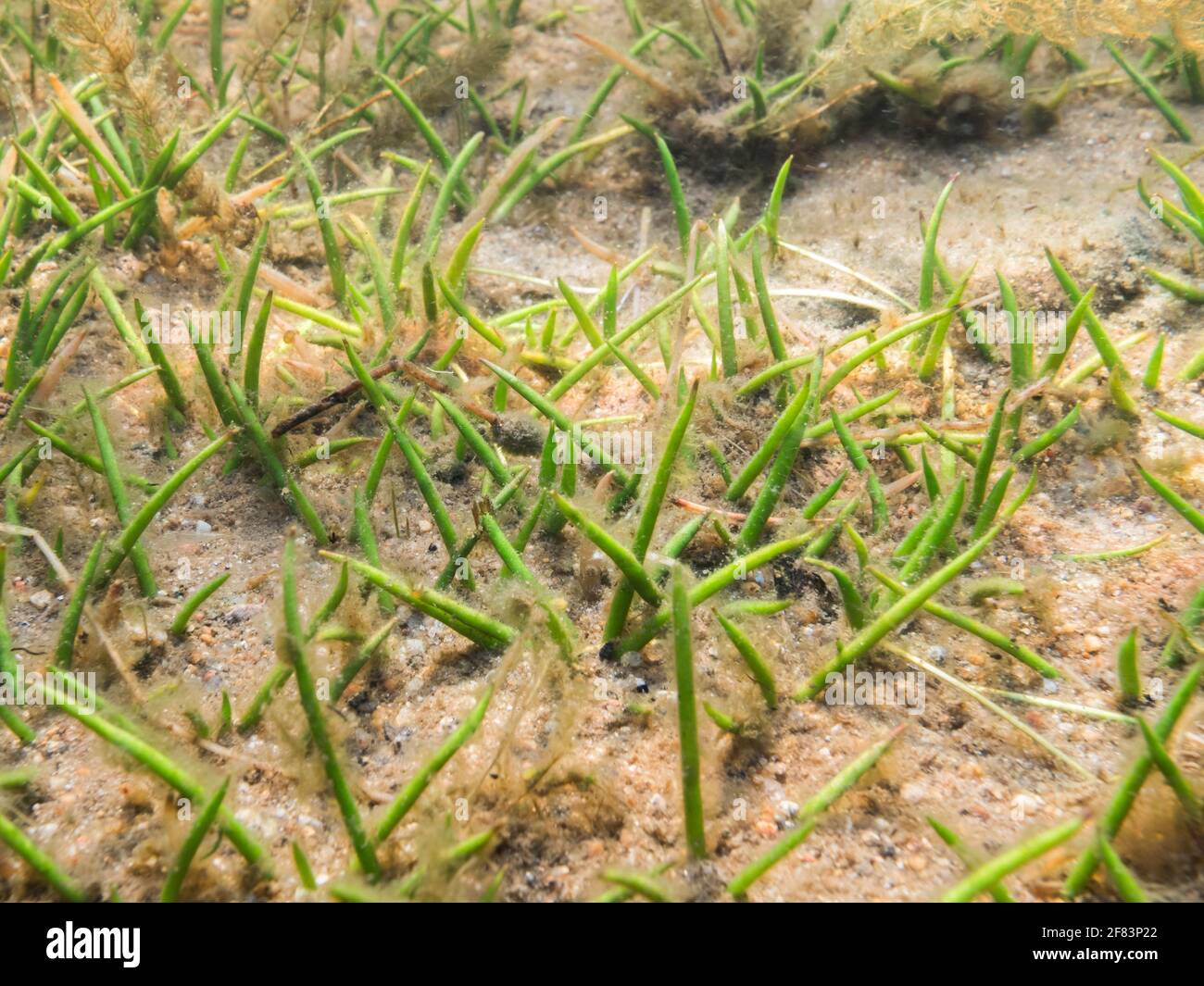Shoreweed wächst auf Schotterboden Stockfoto