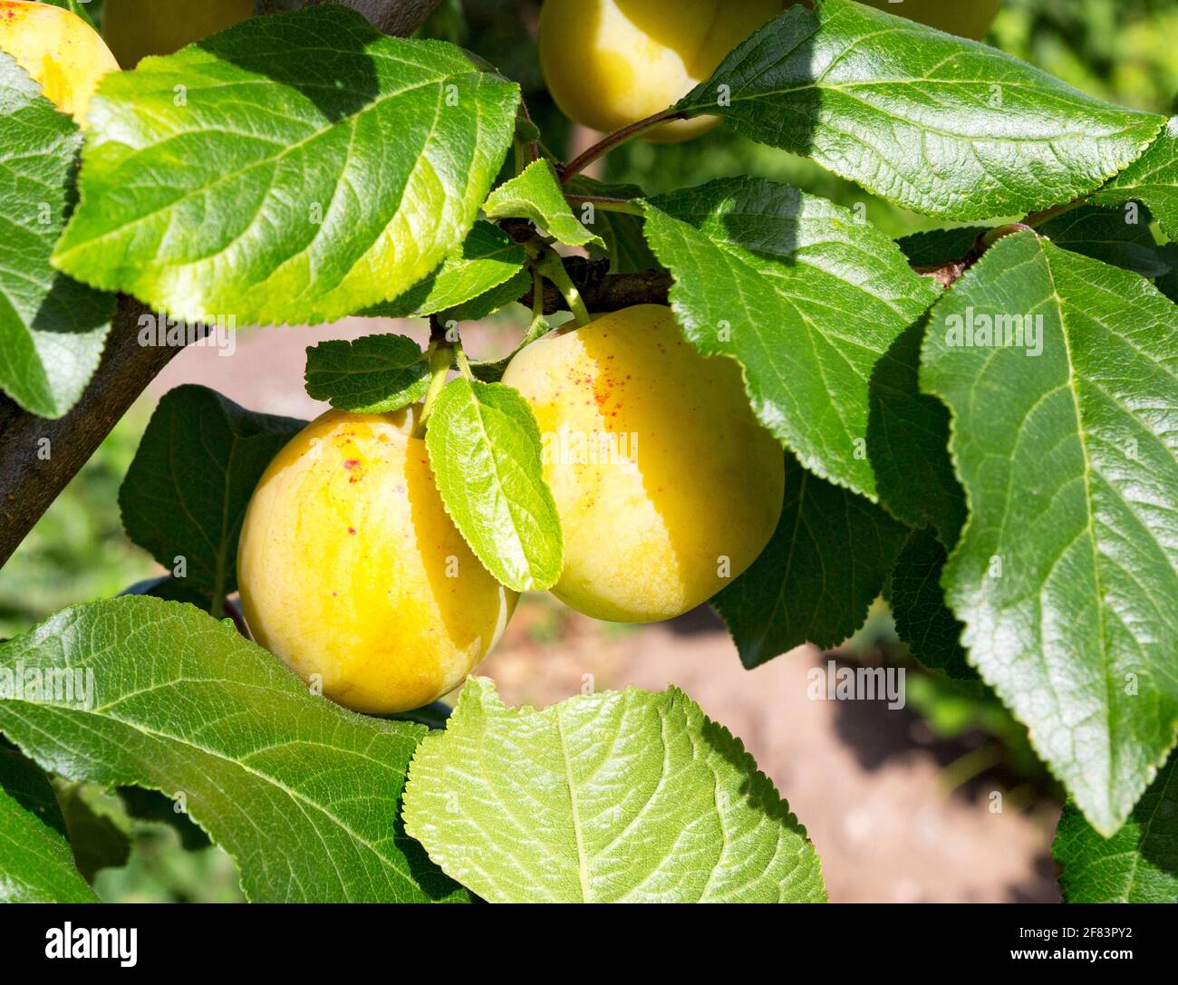 Pflaumenbaum mit reifer Pflaumenfrucht. Äste mit saftigen Früchten bei Sonnenuntergang. Nahaufnahme der Pflaumen, die auf dem Ast reif sind. Organische Pflaumen in einem Obstgarten. Pl Stockfoto