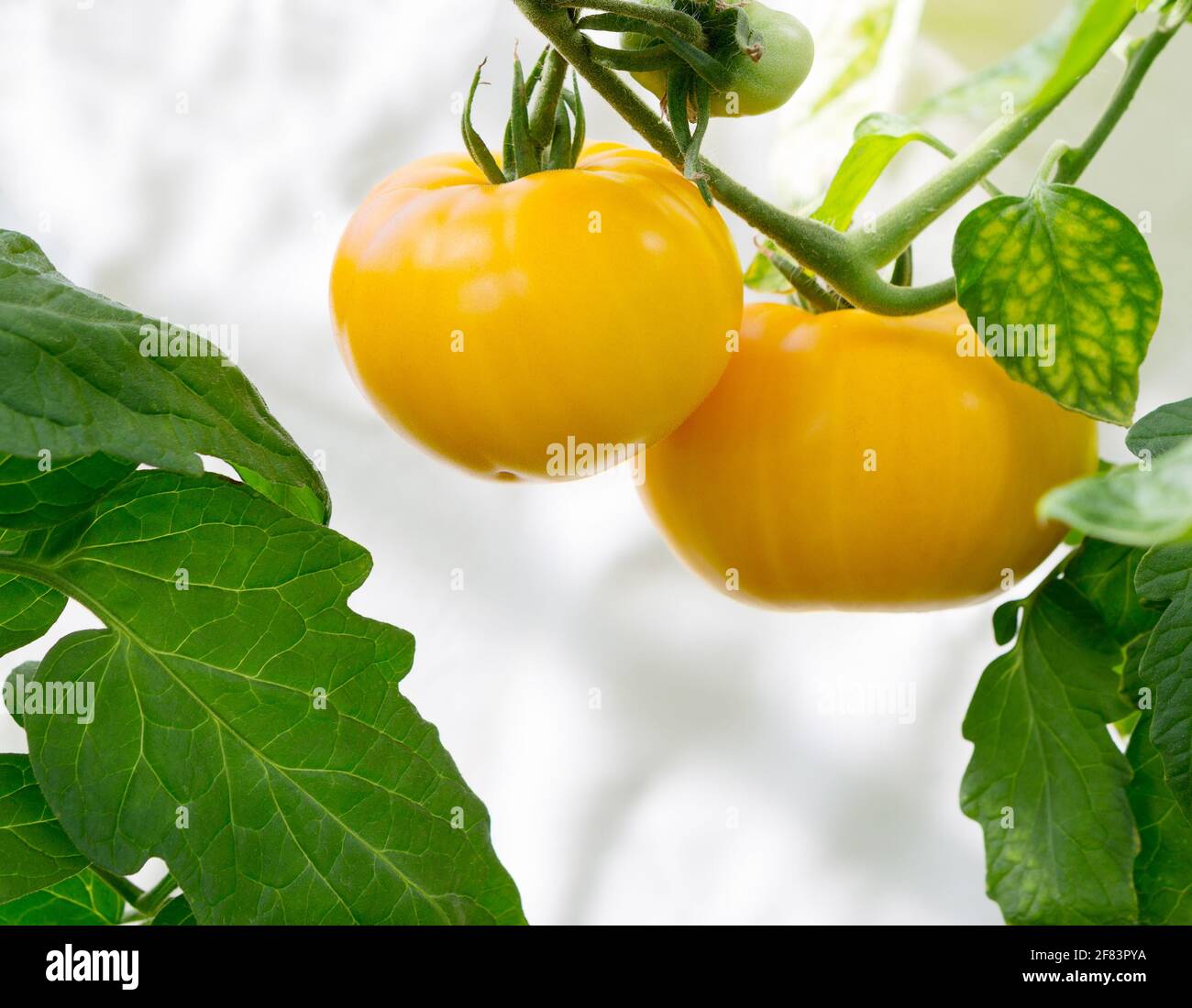 Tomate wächst auf Pflanze. Gewächshaus mit Bio-gelben leckeren Tomaten. Nahaufnahme. Stockfoto