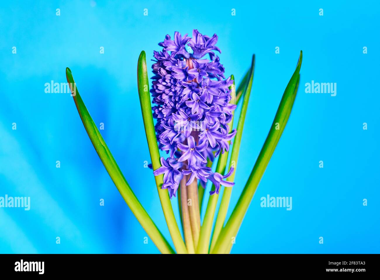Violette Blüten Hyazinthe auf blauem Hintergrund Stockfoto