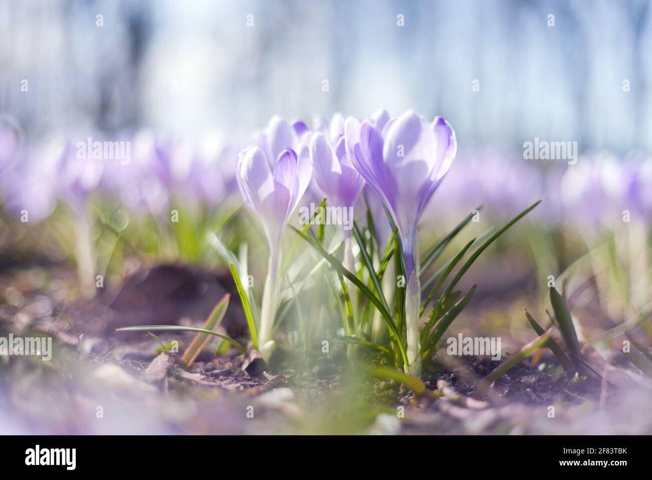 Schöne Krokus im Park. Frühlingsblumen. Viele lila Krokus Blüten im Frühjahr Stockfoto