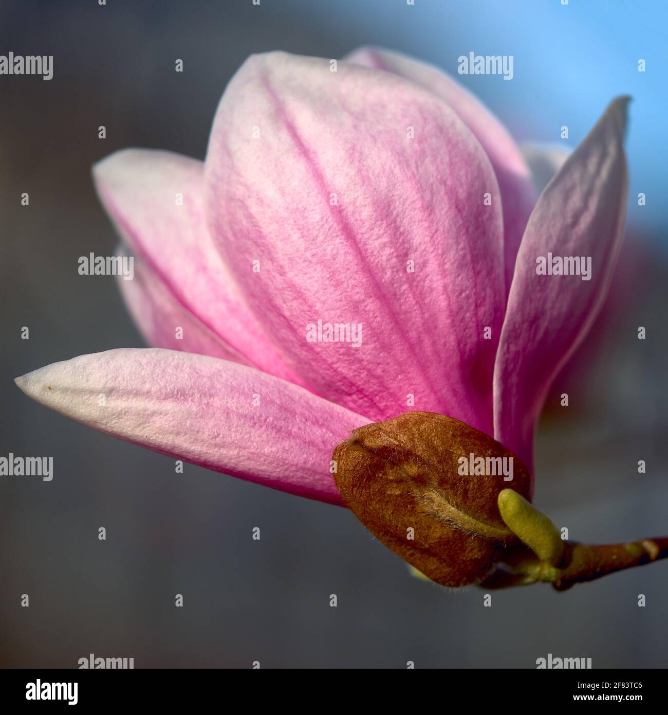 Magnolienbaum blüht im Frühling. Stockfoto