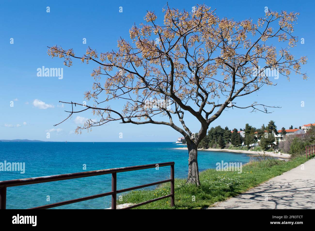 Adriaküste und Promenade in Zadar mit schönen Baum Melia azedarach, bekannt als Chinaberry Baum mit vielen Früchten, Steinfrüchte Stockfoto