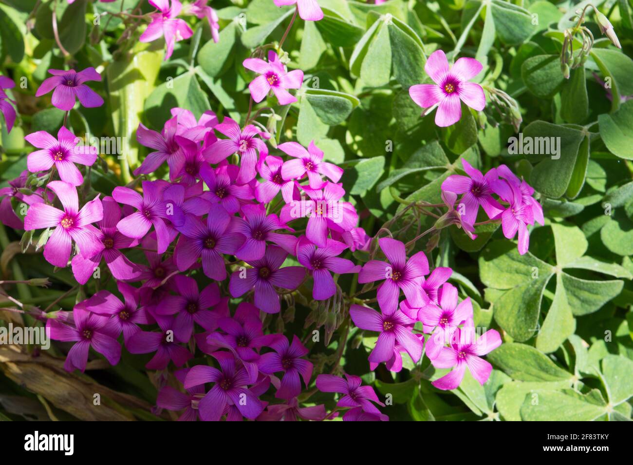 Oxalis articulata, rosa-Sauerampfer-Pflanze mit schönen, leuchtend rosa Blüten als Bodenabdeckung im Garten, blühend im Frühling, Draufsicht Stockfoto