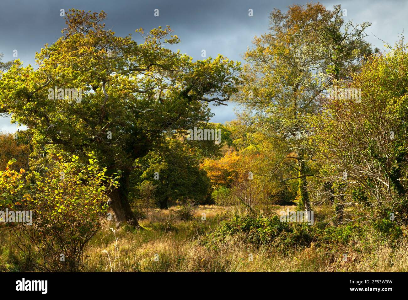 Glengarriff Naturschutzgebiet und Wald auf der Beara Halbinsel Der Wild Atlantic Way in West Cork in Irland Stockfoto