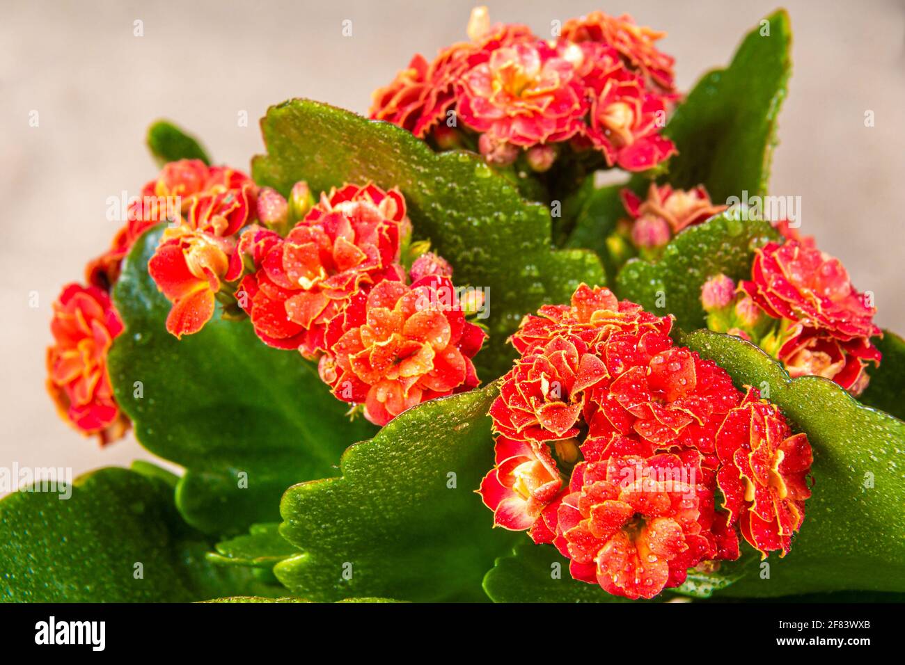 Orangefarbene oder rote Blume mit grünen Blättern Kalanchoe Blossfeld bedeckt mit Wassertropfen, selektiver Fokus auf den nächsten Blütenstand Stockfoto