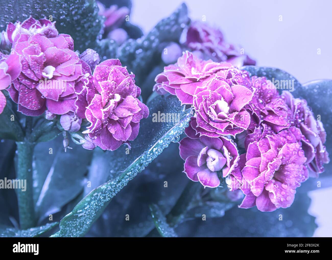 Rosa oder rote Blume mit grünen Blättern Kalanchoe Blossfeld mit Wassertropfen bedeckt und in kalten Farben getönt, selektiver Fokus Stockfoto