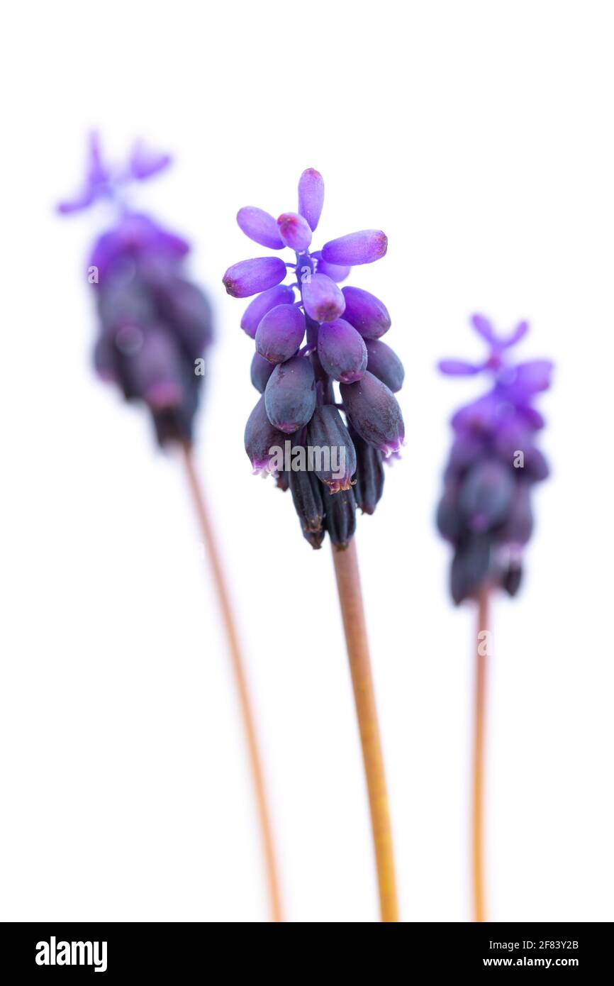 Drei (3) gemeinsame Traubenhyazinthe oder Stärke Traubenhyazinthe (Muscari vernachlässectum) auf weißem Hintergrund Stockfoto