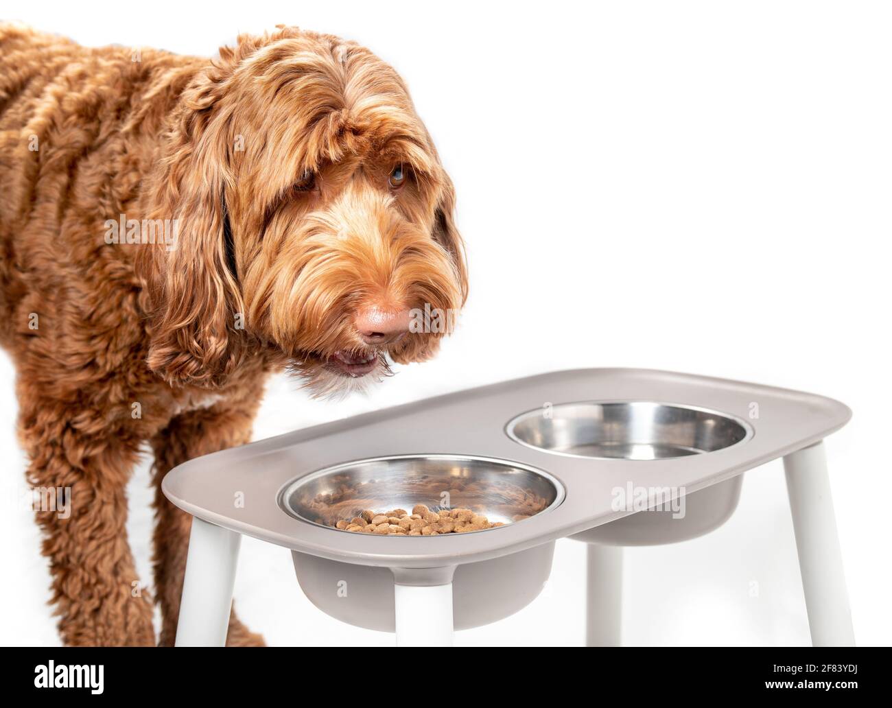 Labradoodle-Hund, der von einer Futterstation isst. Große orange flauschige Hündin mit Kopf über Futterschale gefüllt mit Kibbles. Der Mund ist beim Kauen geöffnet Stockfoto