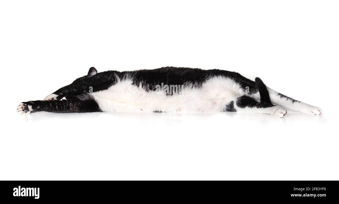 Katze liegt seitlich ausgestreckt. Übergewichtige große schwarze und weiße männliche Katze in entspannter und freiliegender Bauchhaltung, während sie den Schwanz wedelt. Isoliert auf Whit Stockfoto