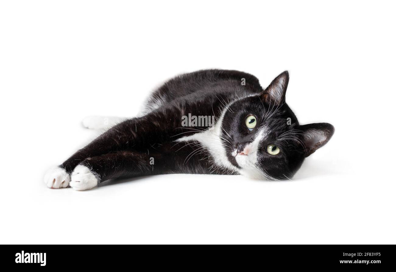 Smoking-Katze, die ausgestreckt liegt und auf die Kamera schaut, Vorderansicht. Große schwarz-weiße männliche Katze in entspannter und exponierter Pose. Isoliert auf Weiß. Stockfoto