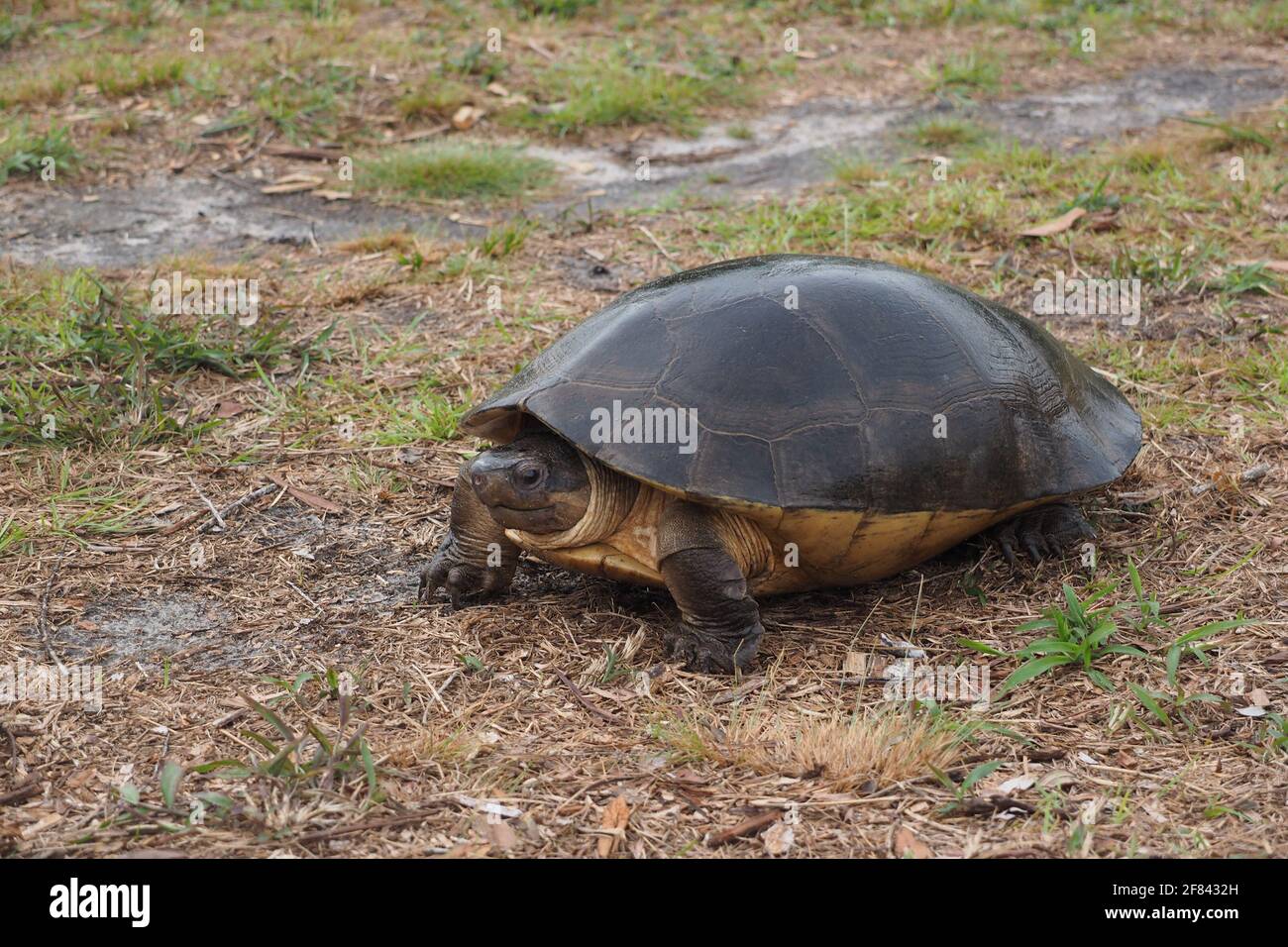 Die malaysische Riesenschildkröte oder Borneanische Flussschildkröte (Orlitia borneensis) Stockfoto