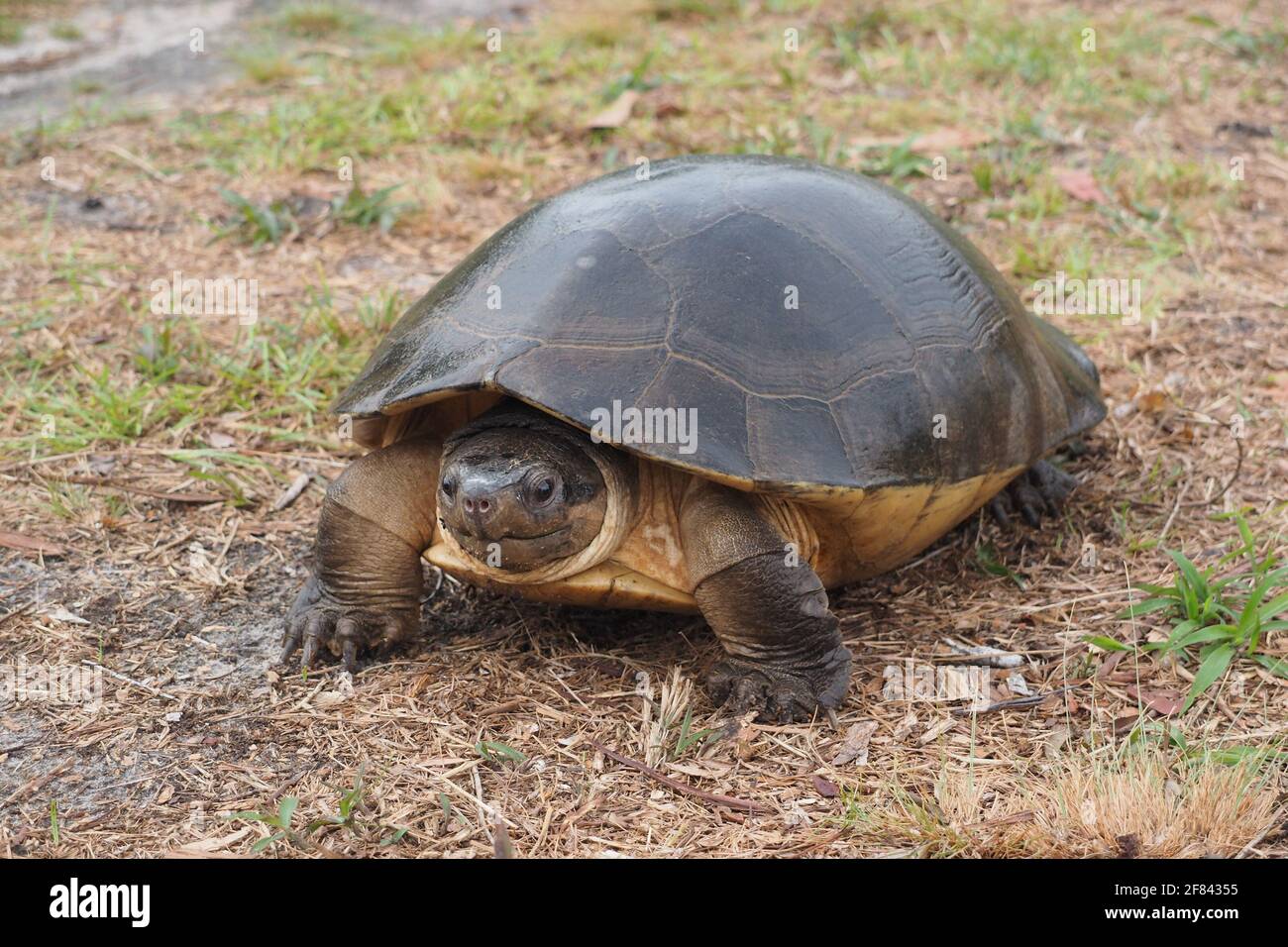 Die malaysische Riesenschildkröte oder Borneanische Flussschildkröte (Orlitia borneensis) Stockfoto
