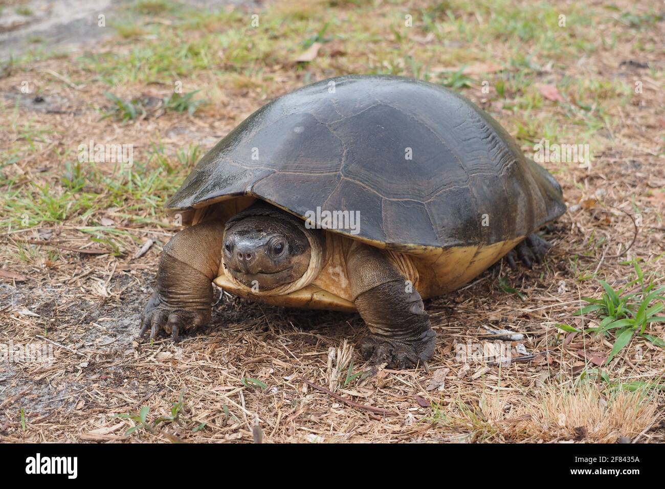 Die malaysische Riesenschildkröte oder Borneanische Flussschildkröte (Orlitia borneensis) Stockfoto
