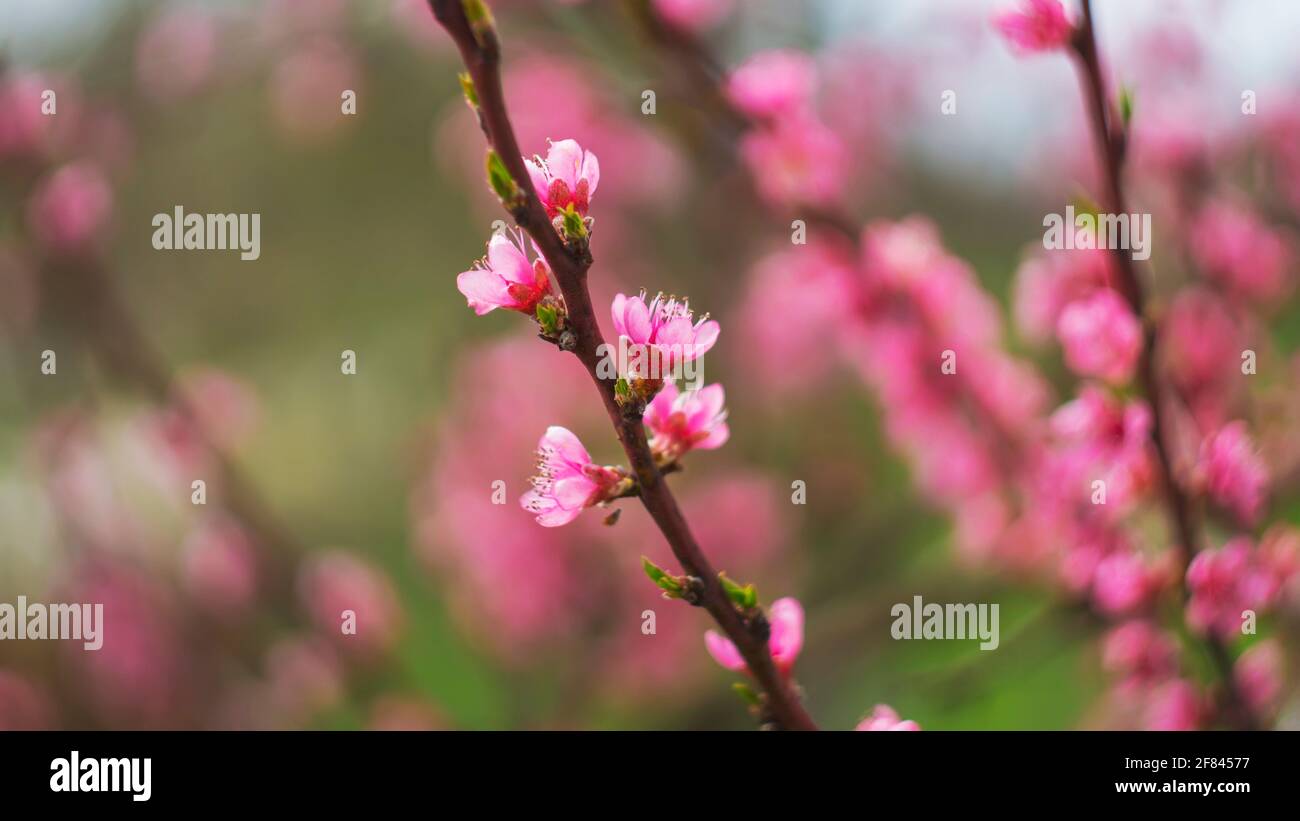 Abstrakte Blumenhintergrund mit rosa Blumen Stockfoto