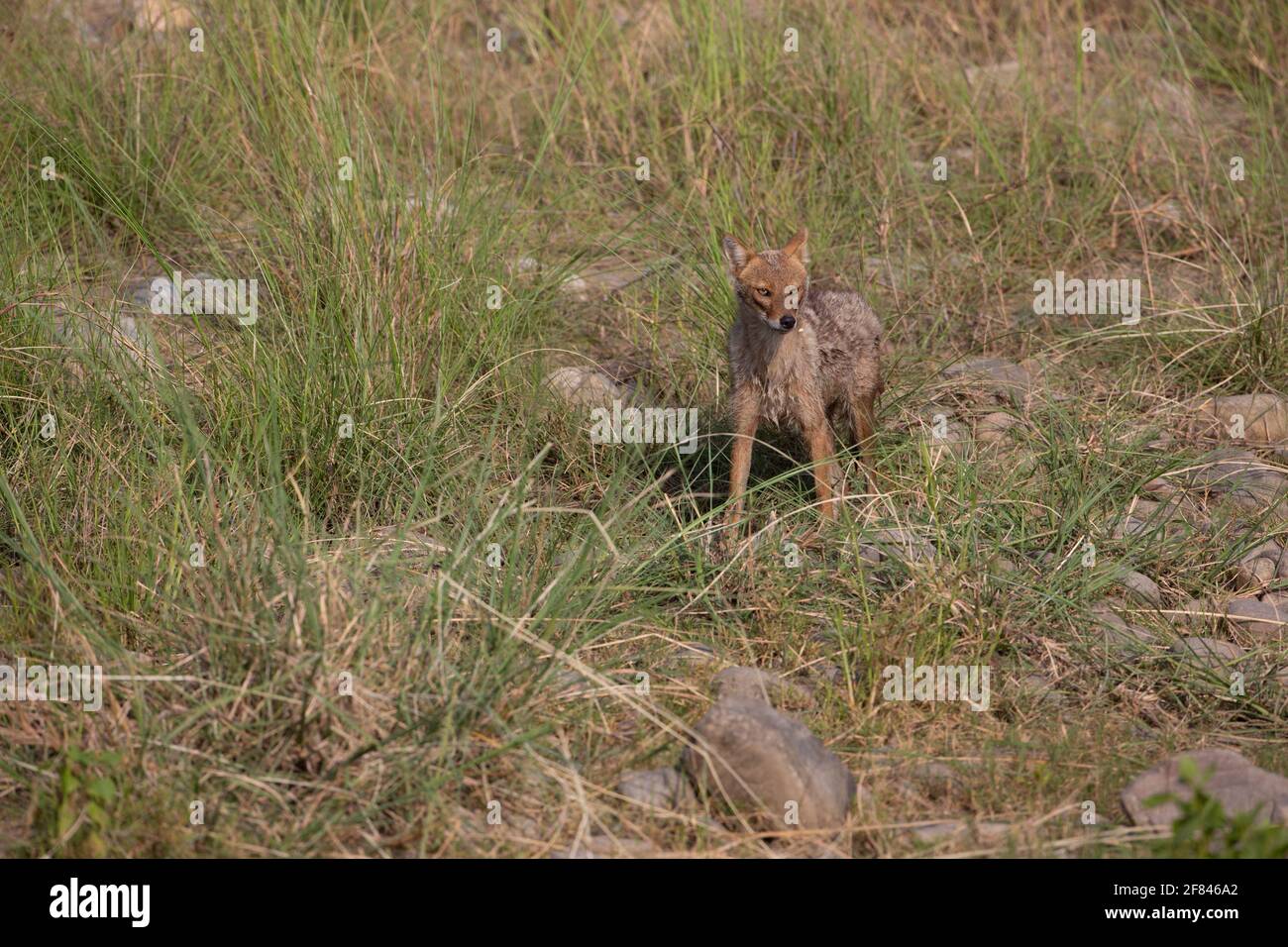 Ein goldener Jackal, fotografiert im Corbett National Park (Indien) Stockfoto