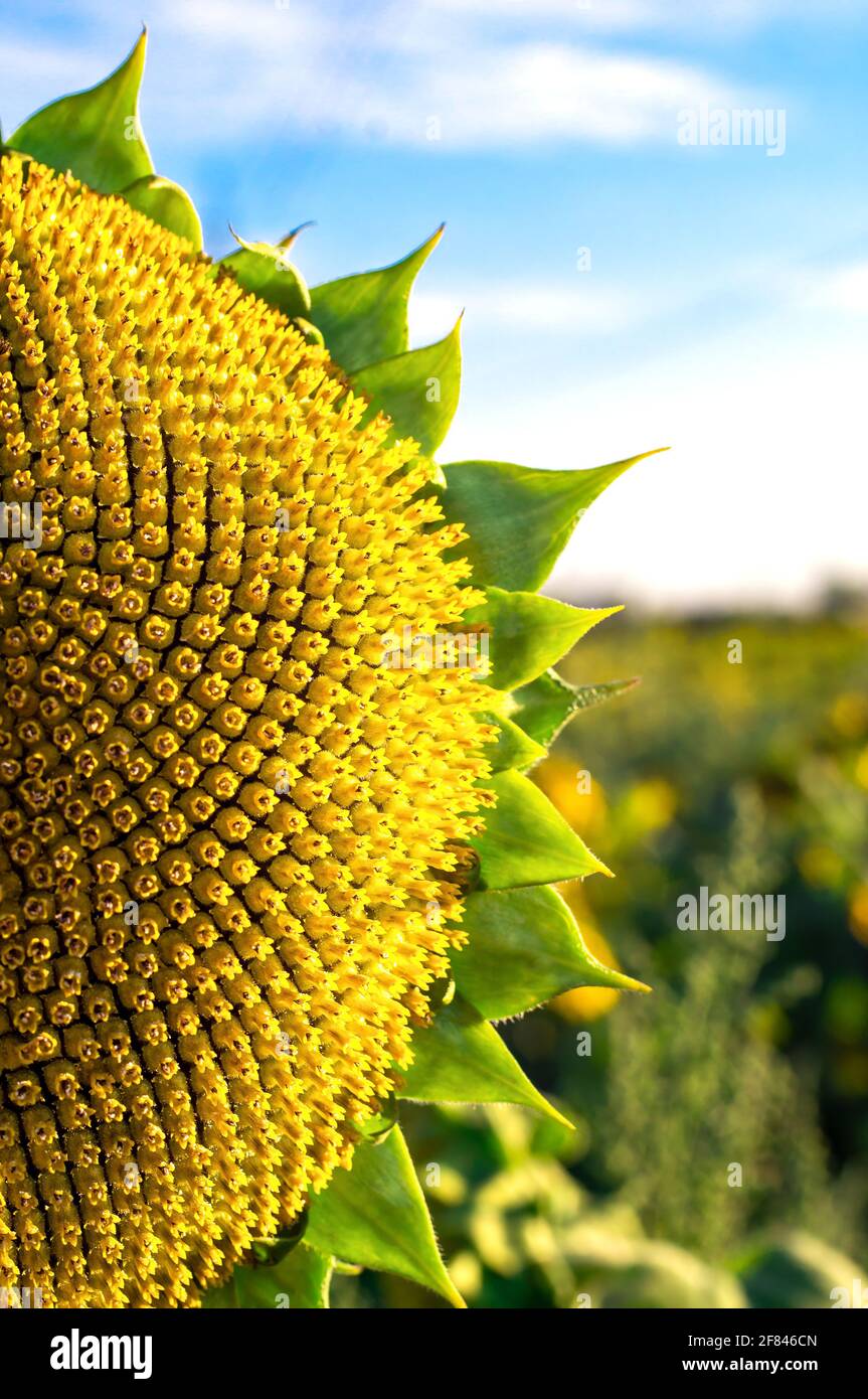 Reife halbe Nahaufnahme einer Sonnenblume mit reifen Samen, vor dem Hintergrund eines Feldes und eines blauen Himmels. Landwirtschaft. Ernte. Stockfoto