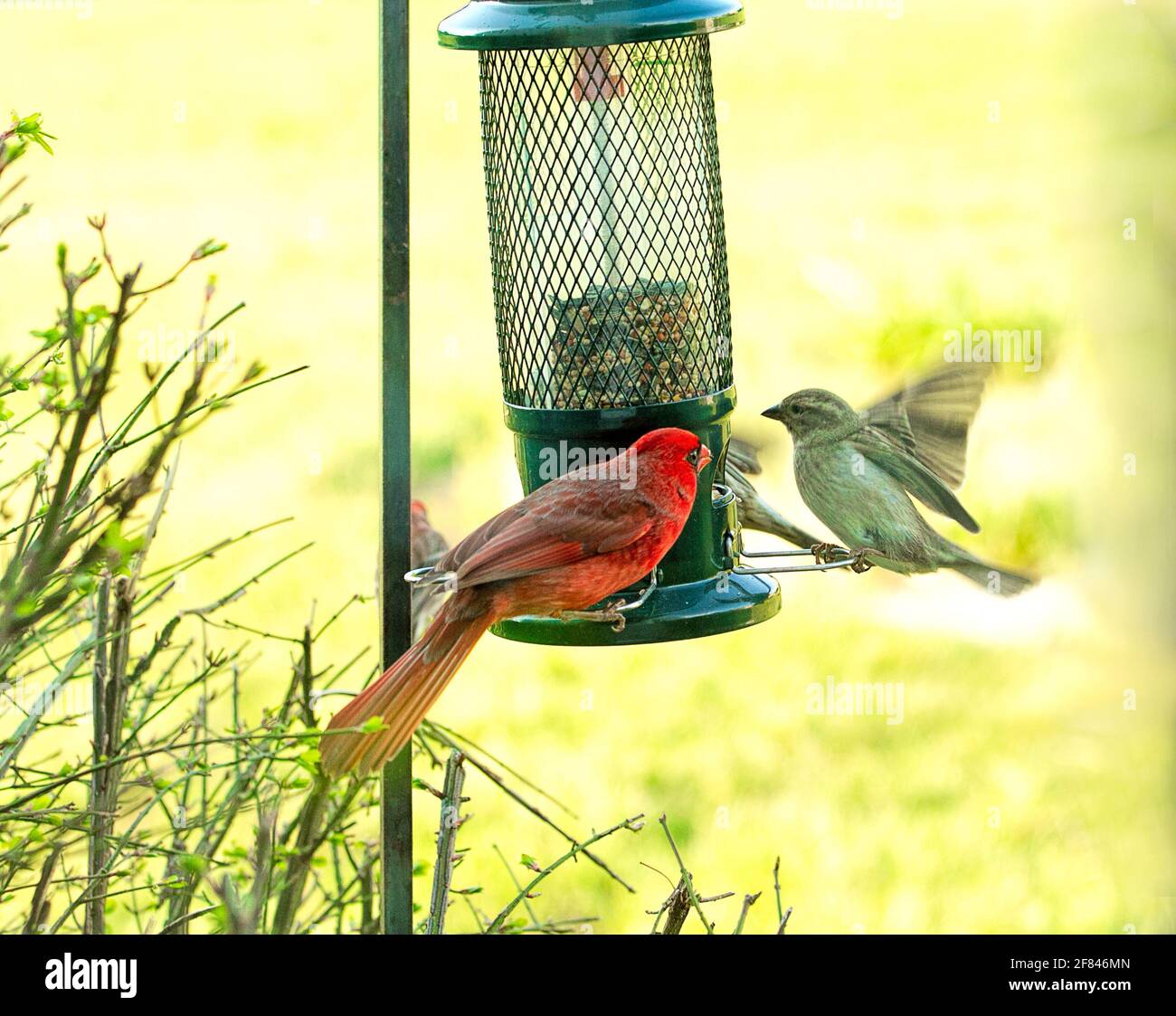 Northern Red Male Cardinal vorsichtig mit seiner Umgebung in der Nähe eines Vogelfutterhäuschen. Stockfoto