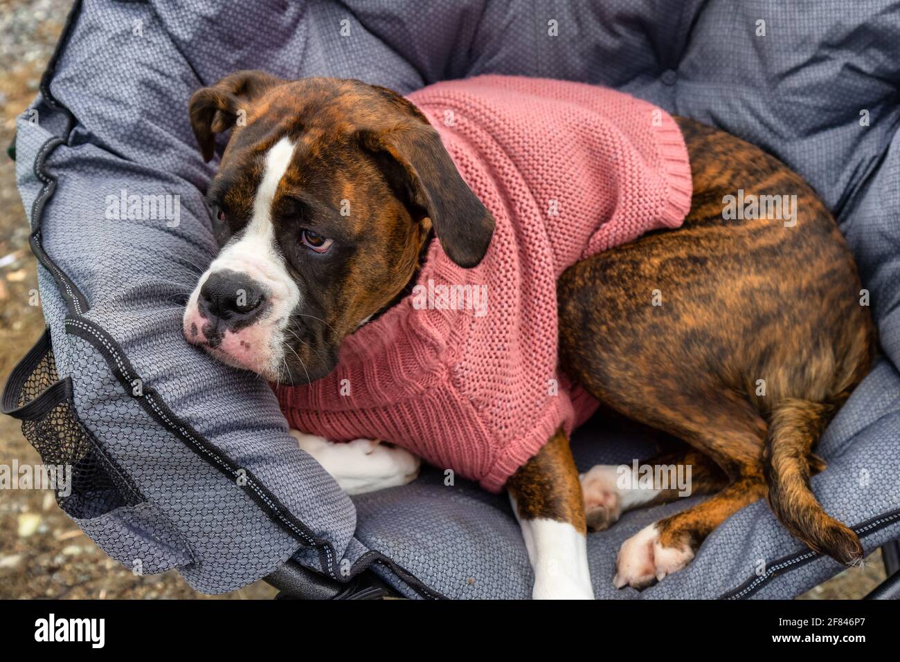 Niedlich und liebenswert weibliche Boxer Hund liegt auf einem gemtlichen  Campingstuhl Stockfotografie - Alamy