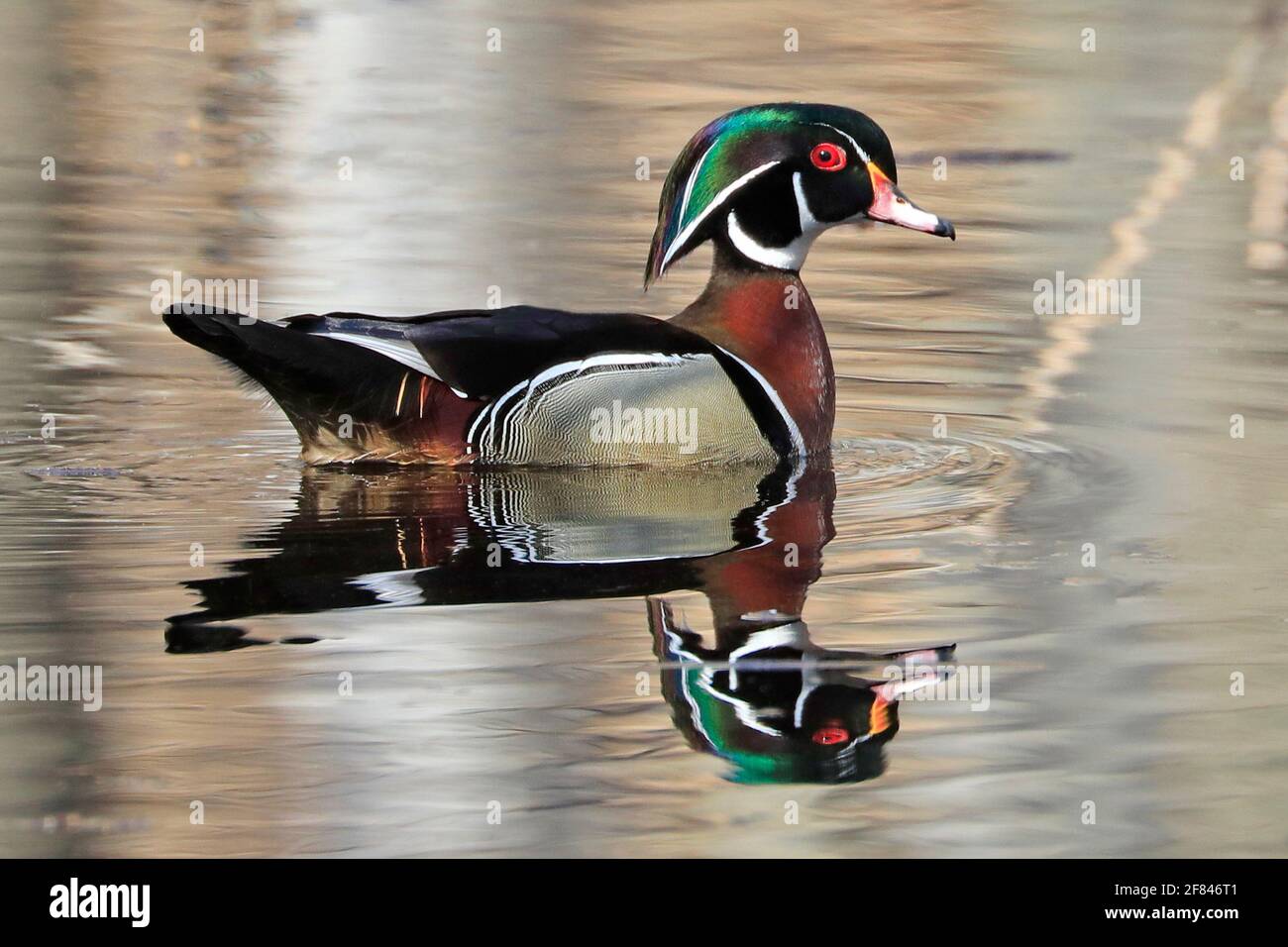 Bunte Holzente und seine Reflexion auf dem See Stockfoto